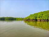 Mangroves