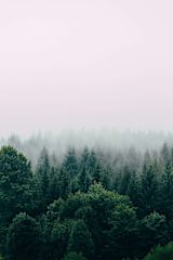 new-zealand-is-planting-one-billion-trees_asset_filip-zrnzevic-qswg0kjpqry-unsplash-1