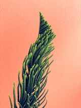 the-link-between-covid-19-and-climate-change_asset_caleb-george-5sf6nrb1meg-unsplash-1