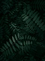 Dark small leaves