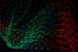 Abstract data web