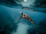 unemployed-dutch-veterans-become-sea-rangers-protect-marine-life_asset_turtle