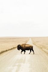 Bison