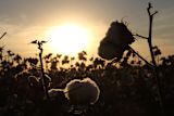 global-network-establishing-gold-standard-cotton_asset_cotton-1804669_1920