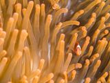 Clownfish in the sea