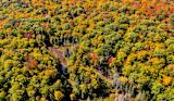 Canada forest: Cred: JJ Sky's the Limit