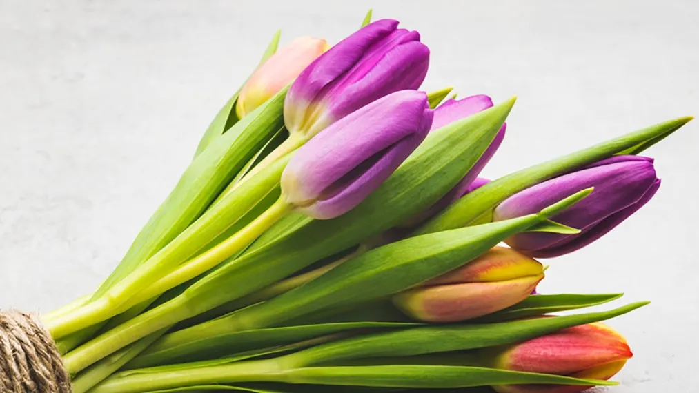 Es tut uns leid Tulpen als Symbolbild, dass sie uns verlassen möchten.