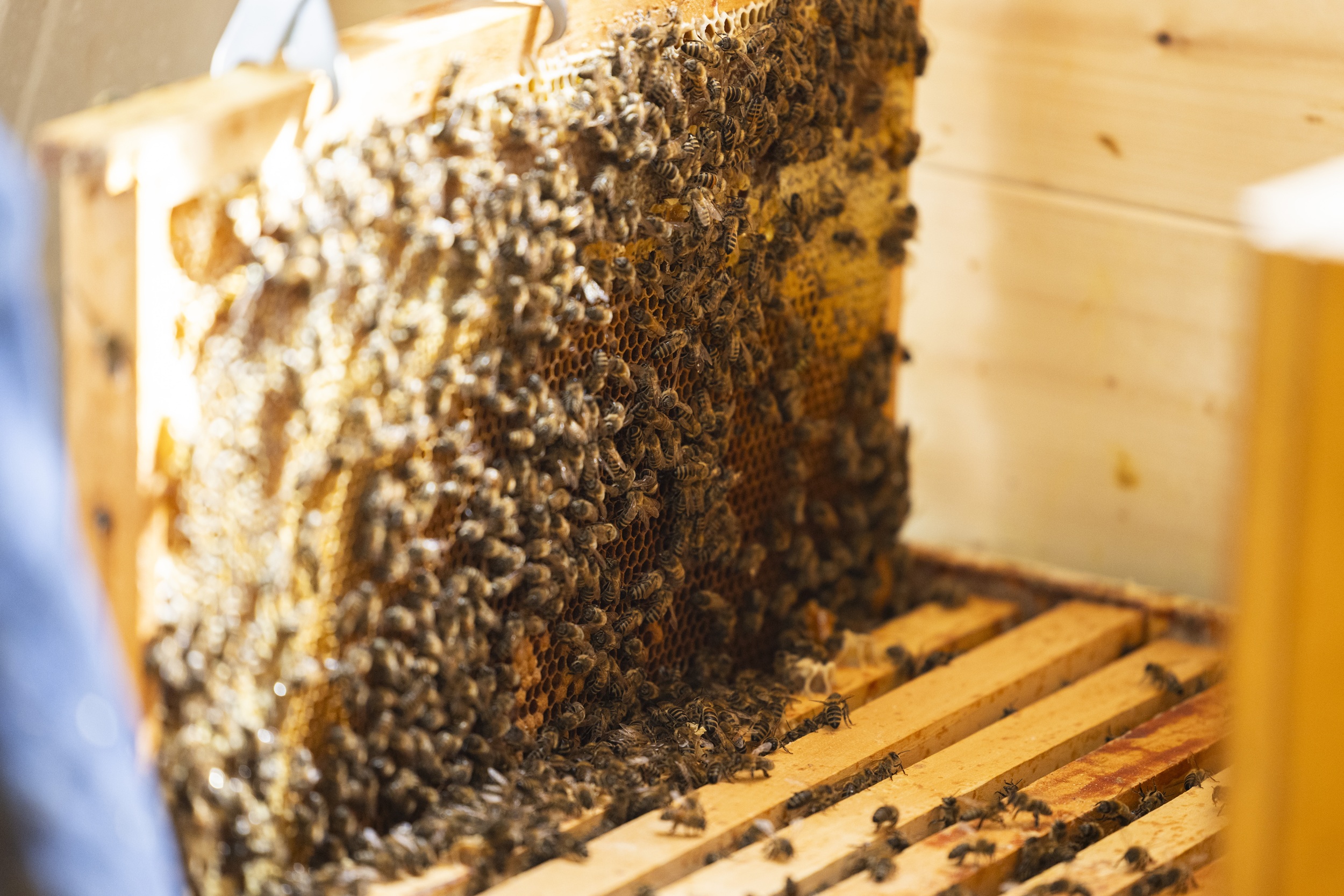 Bienenwaben von Emanuel Wieland