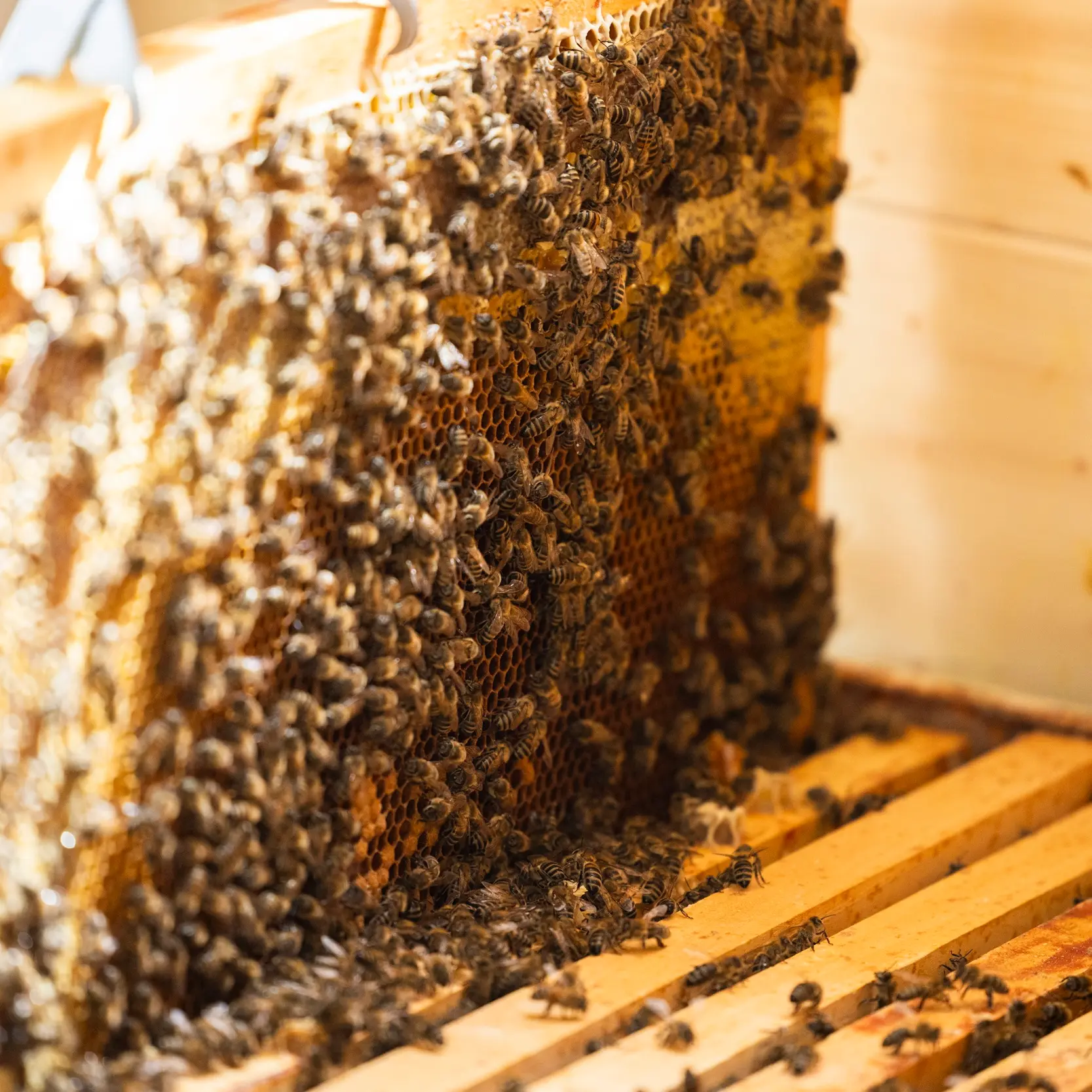 Bienenwaben von Emanuel Wieland