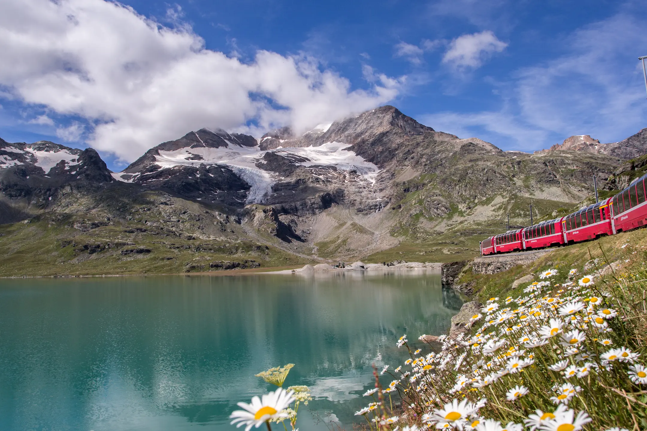 Der Bernina Express fährt entlang des türkisen Lago Bianco, im Vordergrund Margeriten, im Hintergrund Gletscher und Berge.