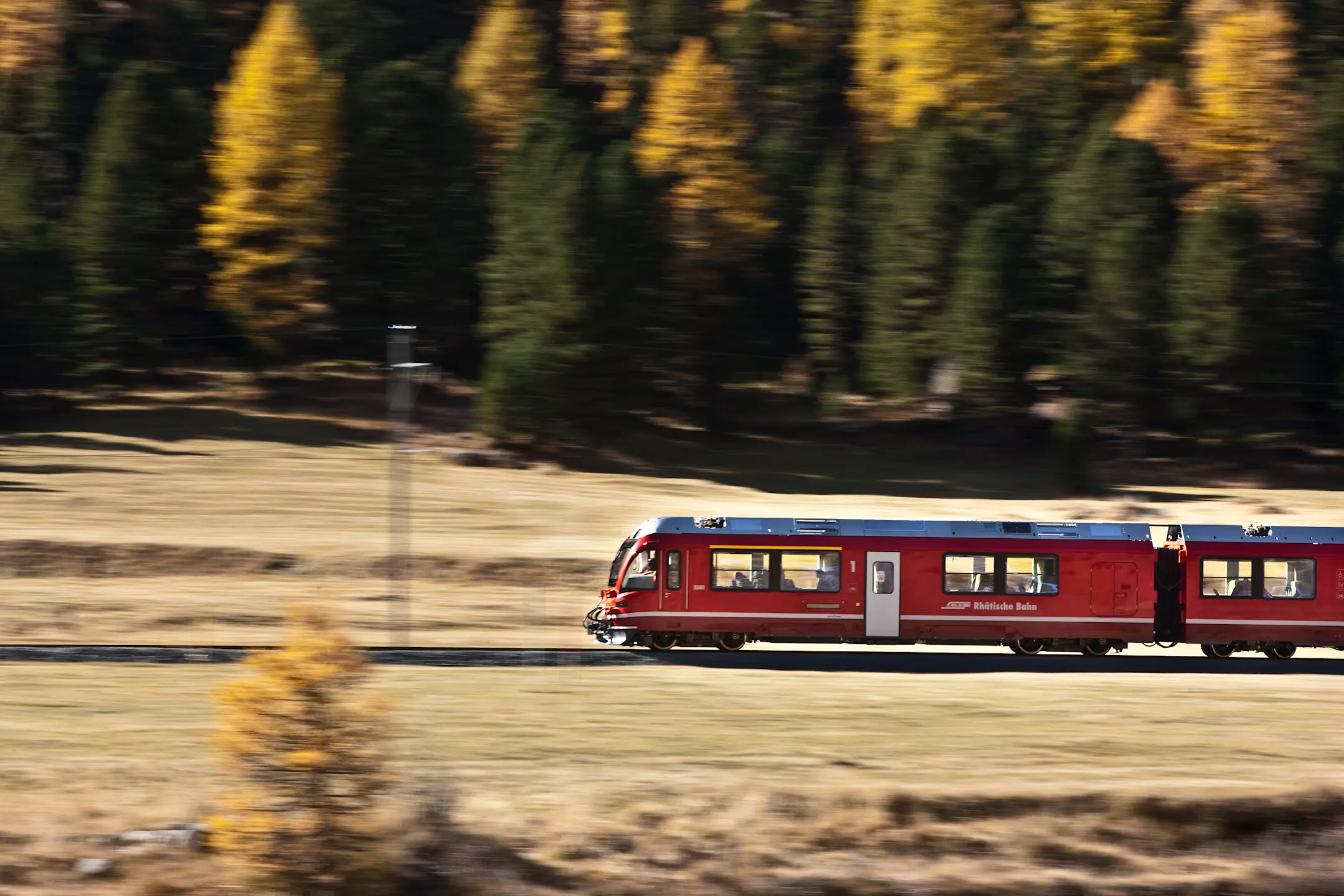 Allegra-Triebzug bei Pontresina vor herbstlich gefärbten Nadelbäumen.