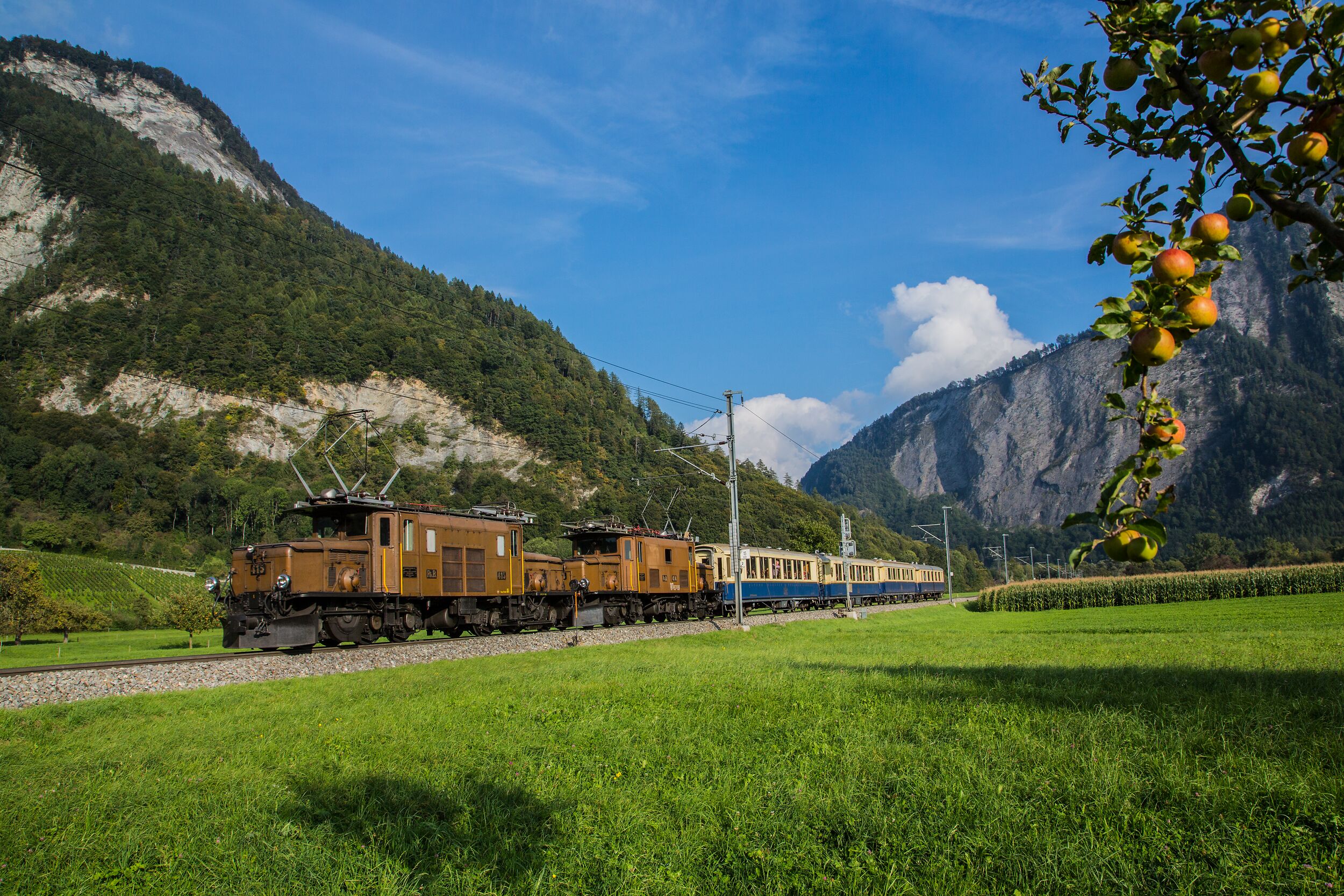 Die Krokodillokomotive fährt bei Malans durch die Sommerlandschaft.