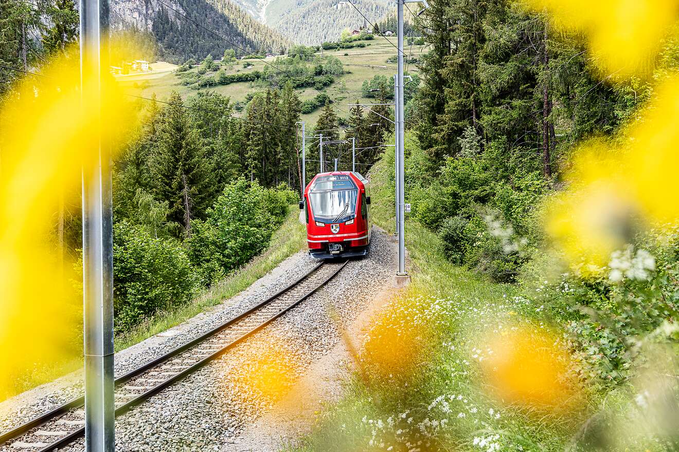 Ein moderner Capricorn-Triebzug der Rhätischen Bahn fährt durch eine grüne, blühende Landschaft, umgeben von Wald und Wiesen.