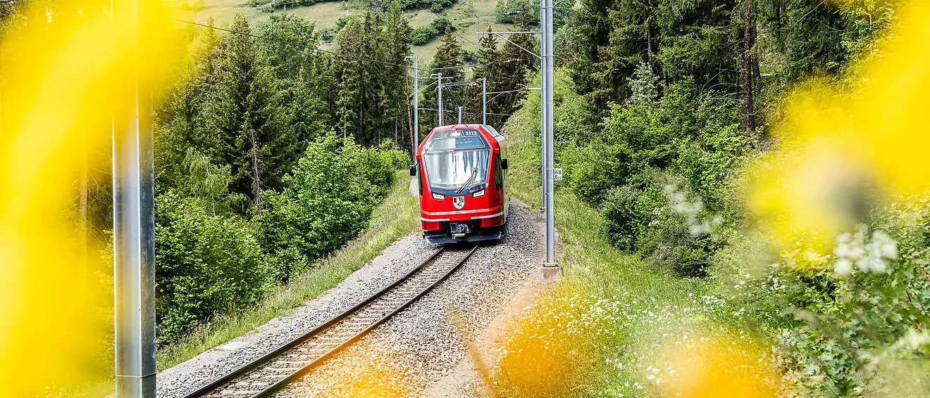 Ein moderner Capricorn-Triebzug der Rhätischen Bahn fährt durch eine grüne, blühende Landschaft, umgeben von Wald und Wiesen.