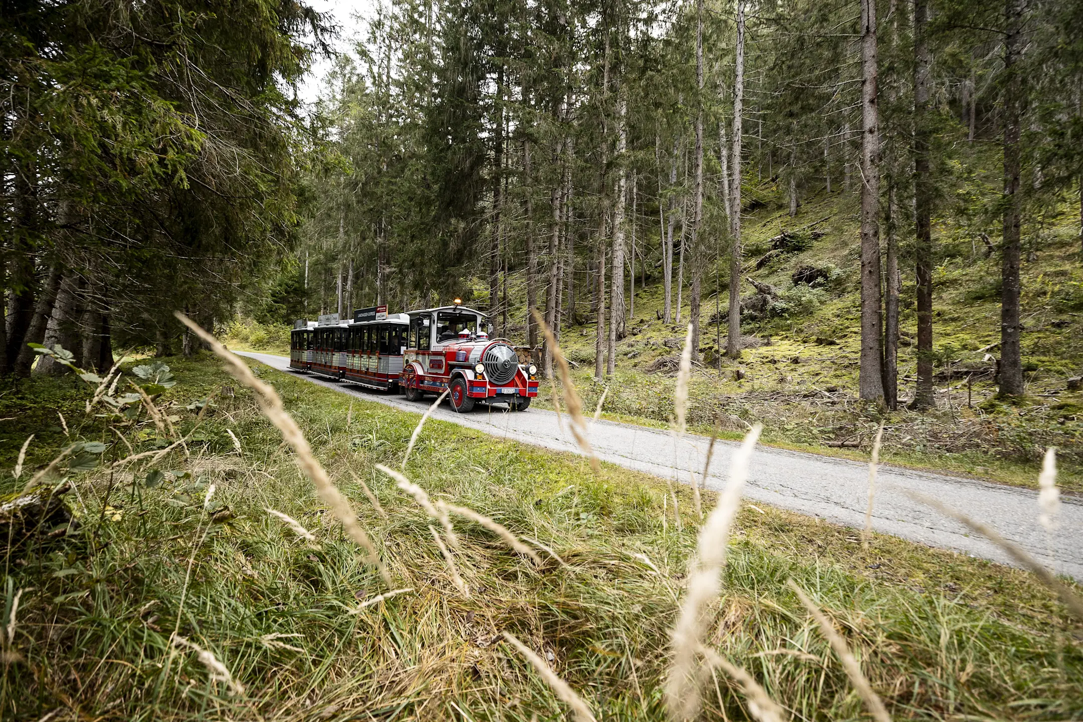 Ein bunter, offener Touristen-Zug fährt auf einem schmalen Weg durch einen dichten, grünen Nadelwald in der Schweiz.