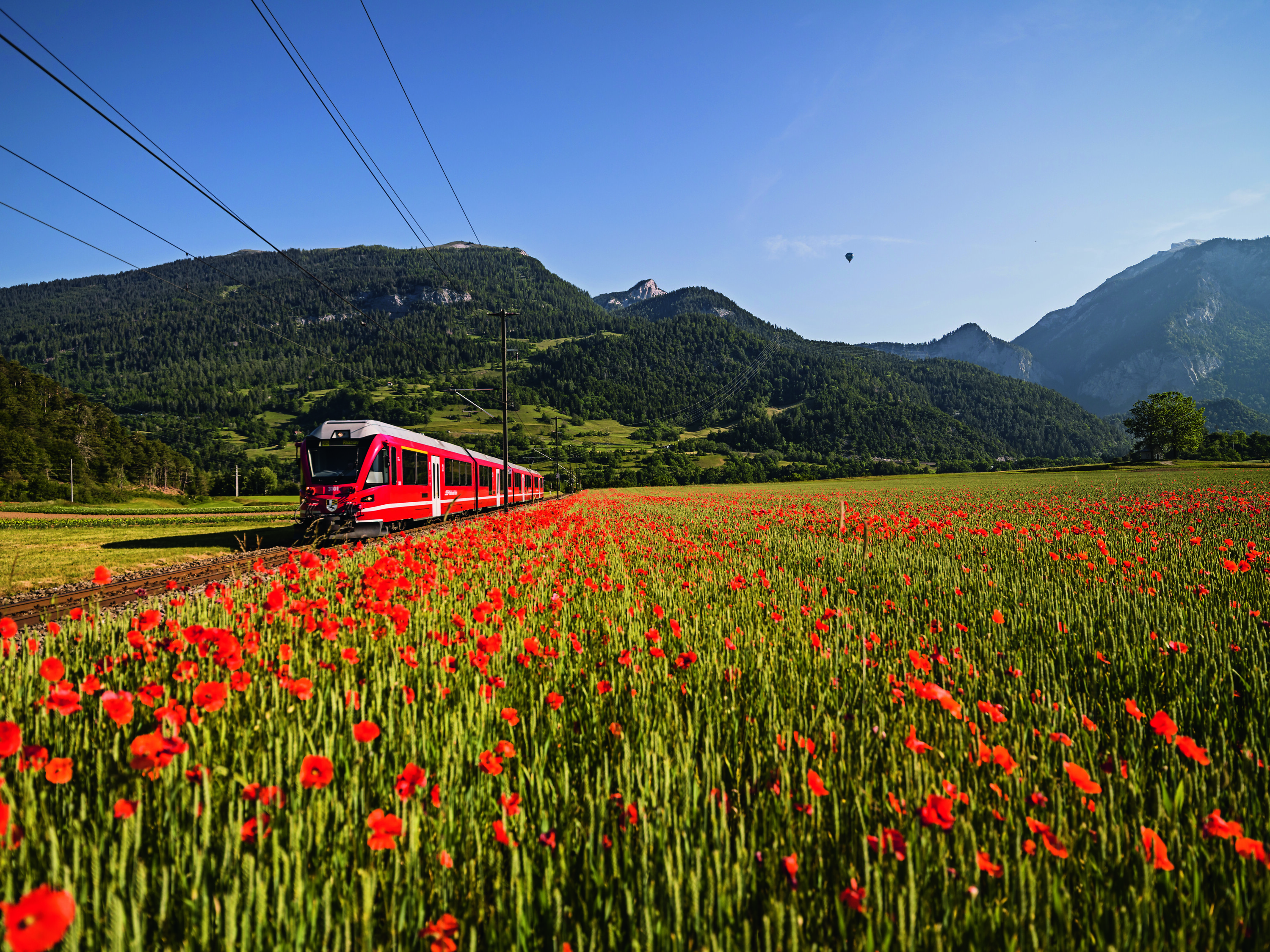 Ein moderner roter RhB-Zug fährt durch ein blühendes Mohnfeld vor der Kulisse grüner Berge und klarem, blauem Himmel.