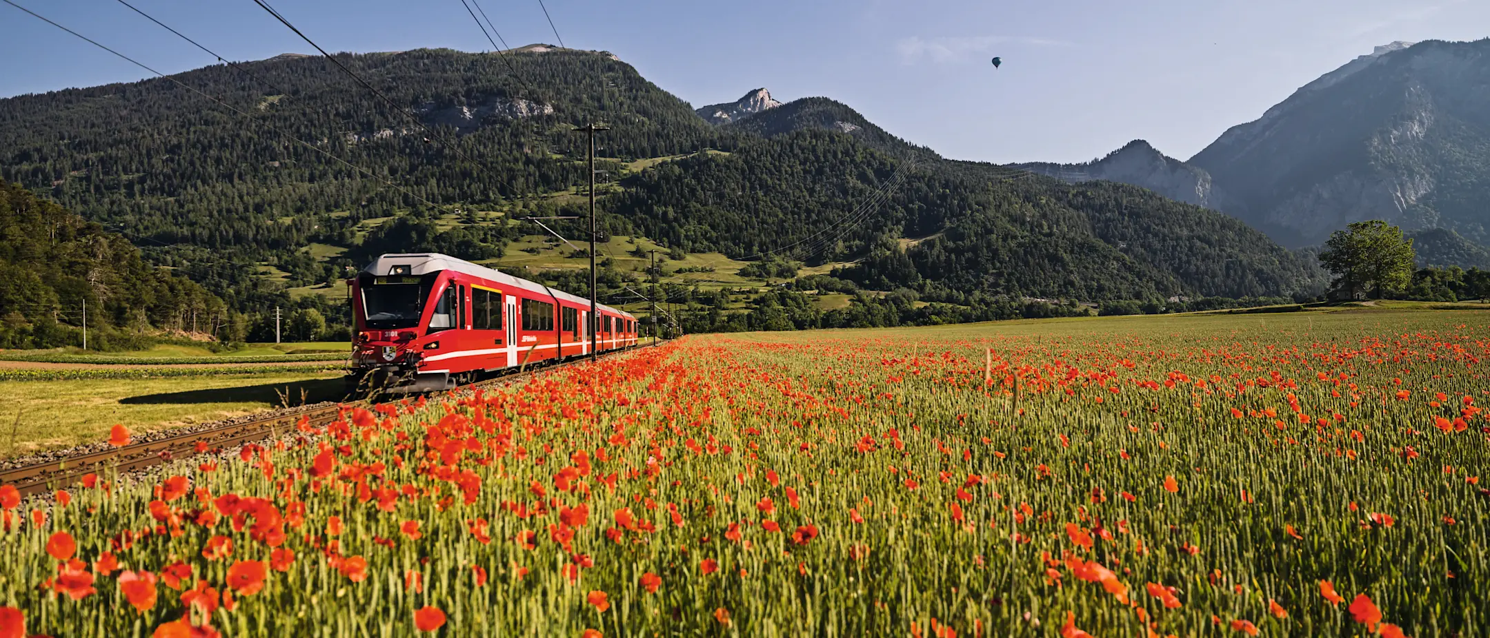 Ein moderner roter RhB-Zug fährt durch ein blühendes Mohnfeld vor der Kulisse grüner Berge und klarem, blauem Himmel.