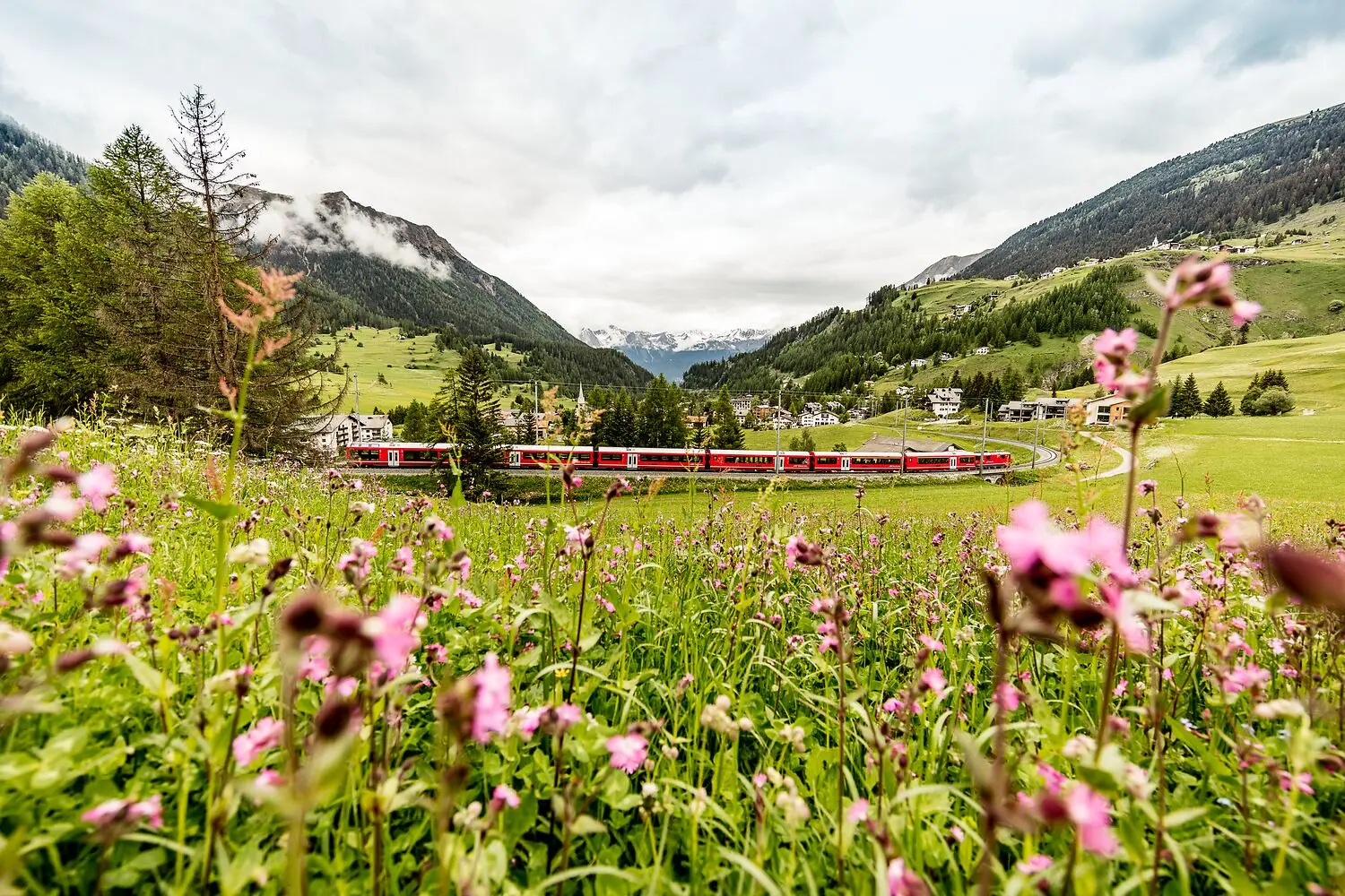 Zug der Rhätischen Bahn fährt an einem blühenden Frühlingsfeld vorbei, umgeben von grünen Hängen und Berggipfeln.
