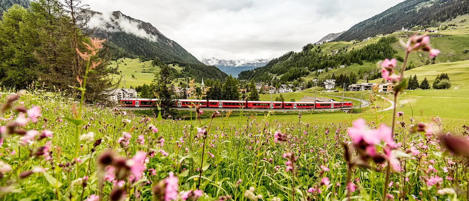 Zug der Rhätischen Bahn fährt an einem blühenden Frühlingsfeld vorbei, umgeben von grünen Hängen und Berggipfeln.