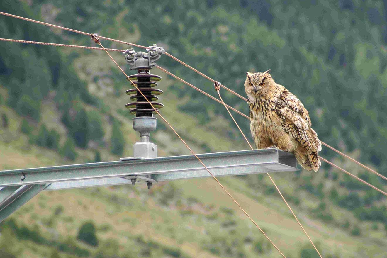 Ein Uhu sitzt auf einem Fahrleitungsmasten. 