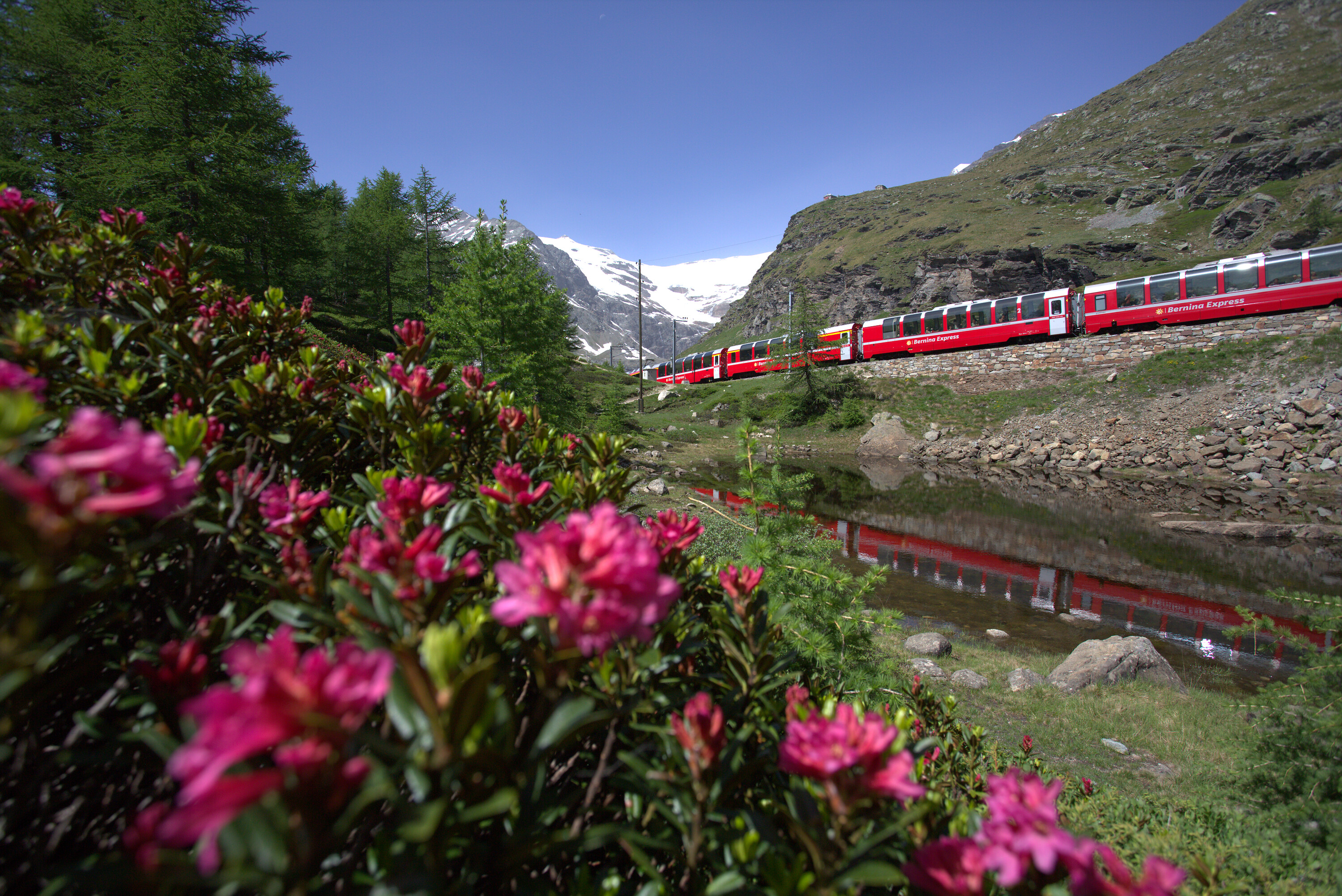 Der Bernina Express fährt im Sommer durch ein Bergtal, im Vordergrund Blumen