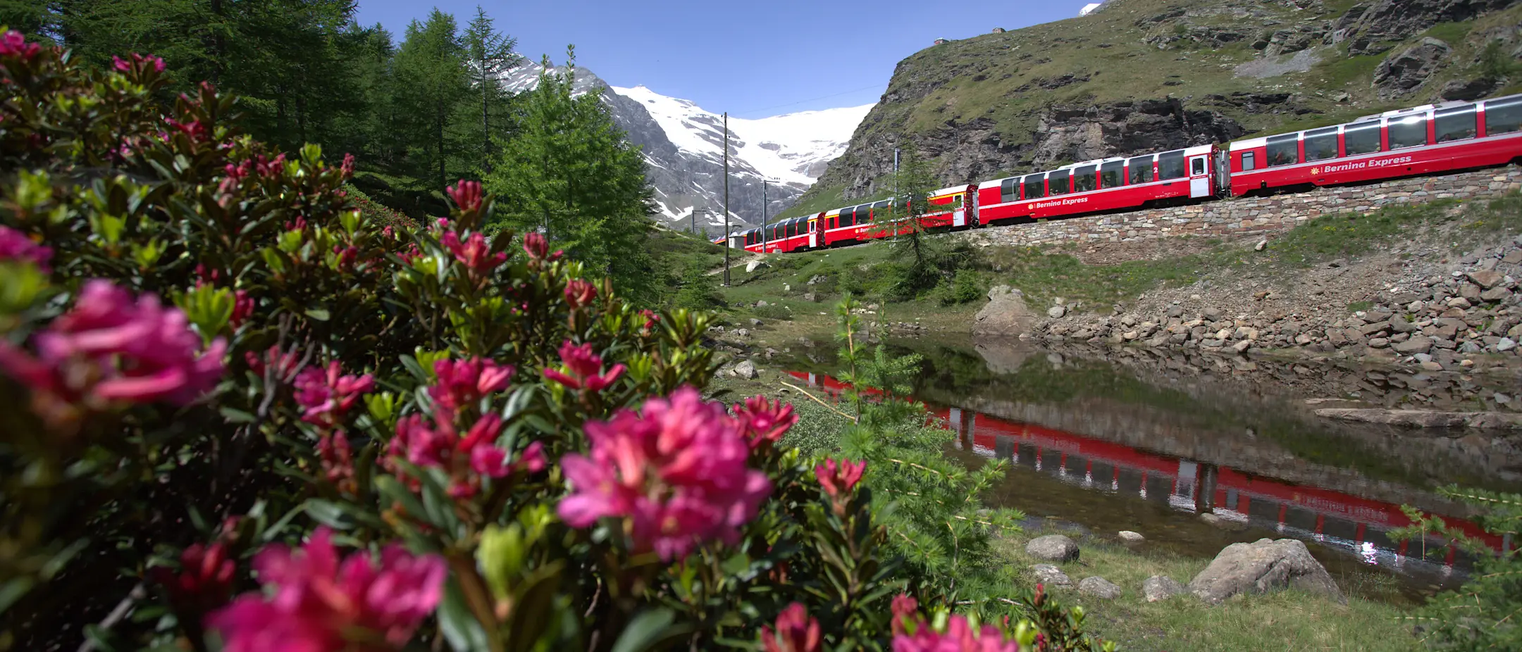 Der Bernina Express fährt im Sommer durch ein Bergtal, im Vordergrund Blumen