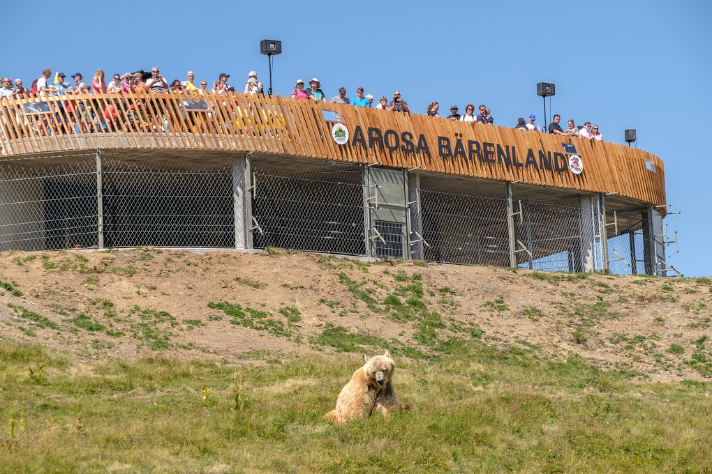 Besucher stehen auf einer Aussichtsplattform mit der Aufschrift „Arosa Bärenland“, während ein Bär im Gehege darunter liegt.