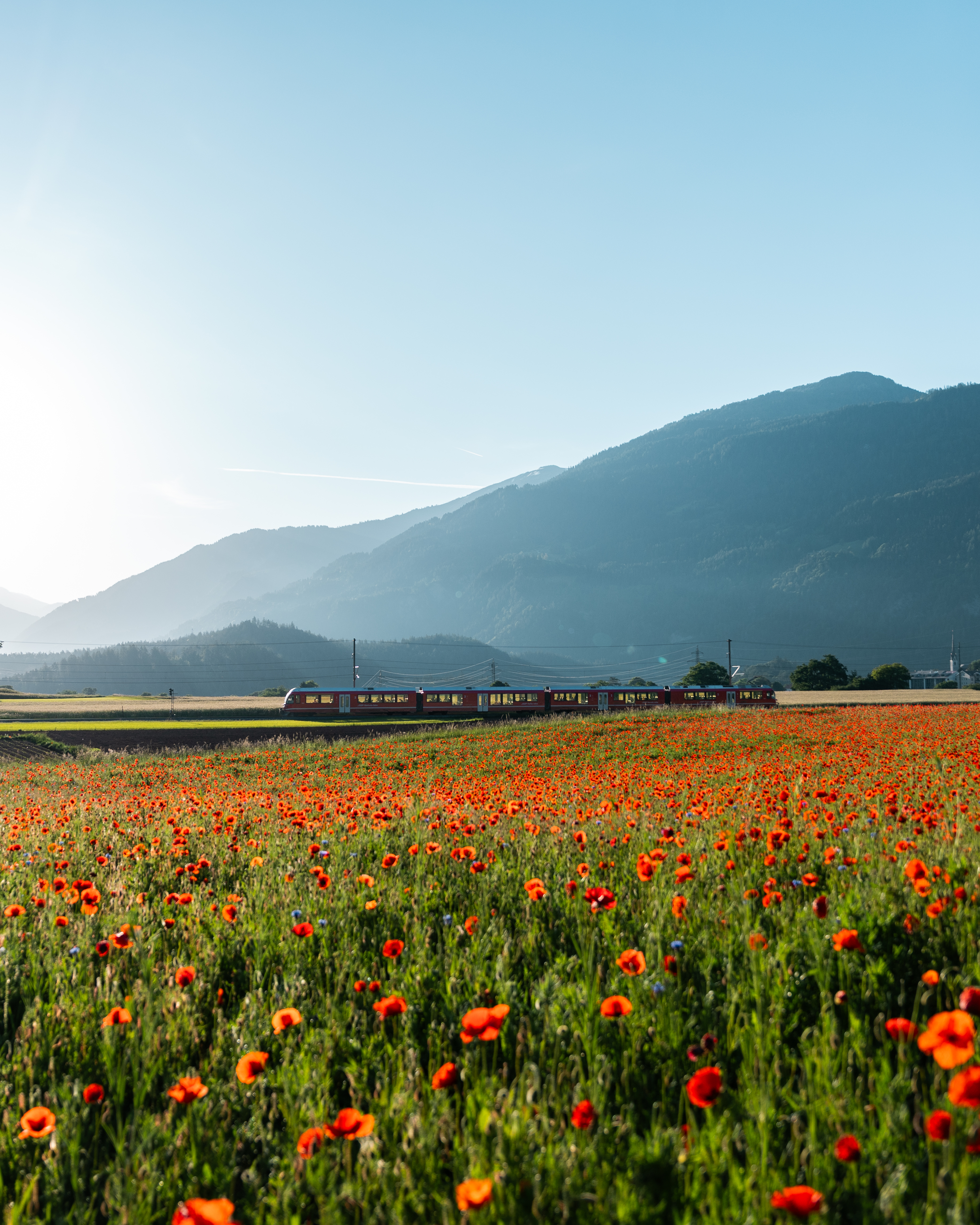 Ein Regionalzug der RhB fährt neben dem blühenden Mohnfeld in der Nähe von Bonaduz.
