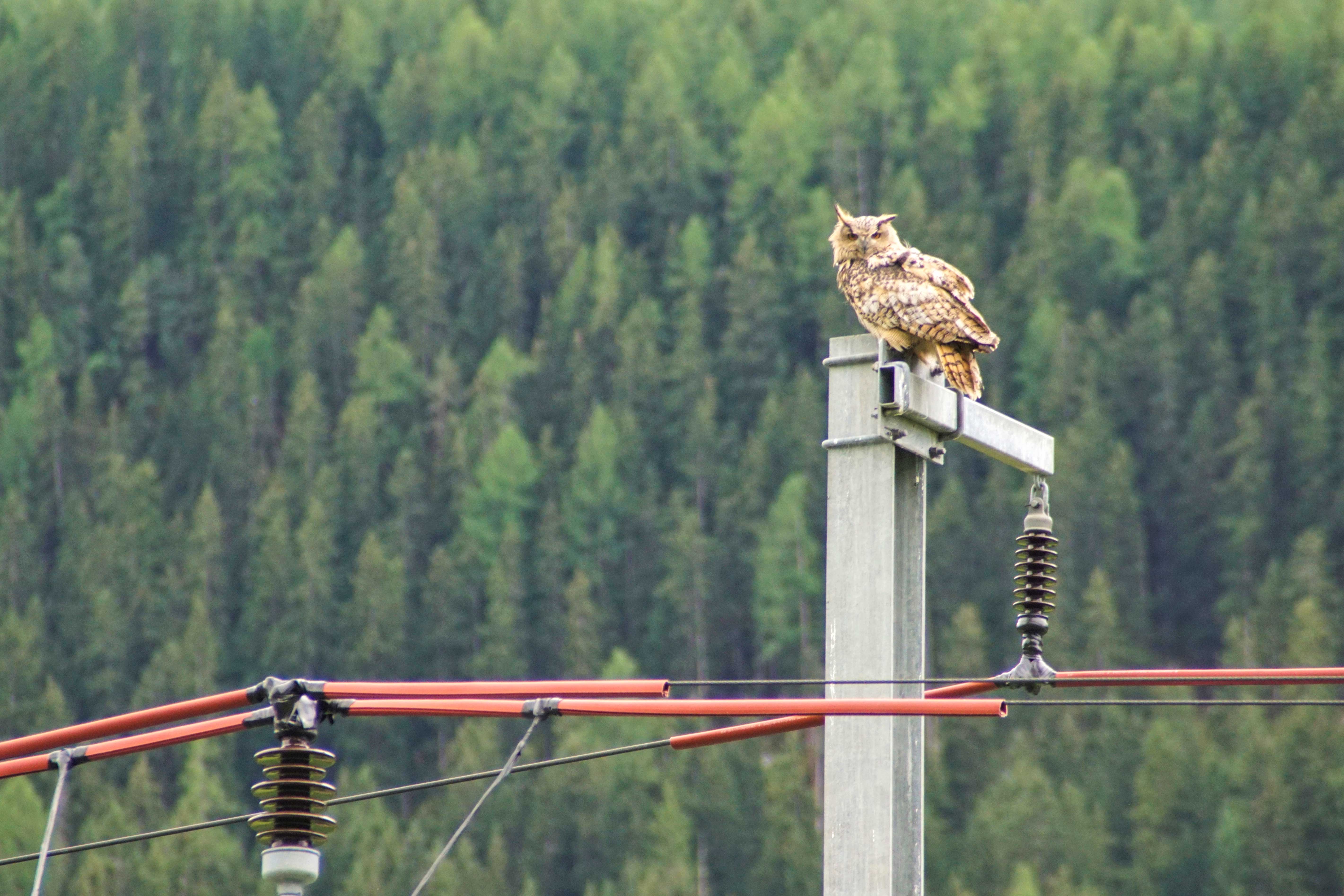 Ein Uhu sitzt auf einem Fahrleitungsmasten. 