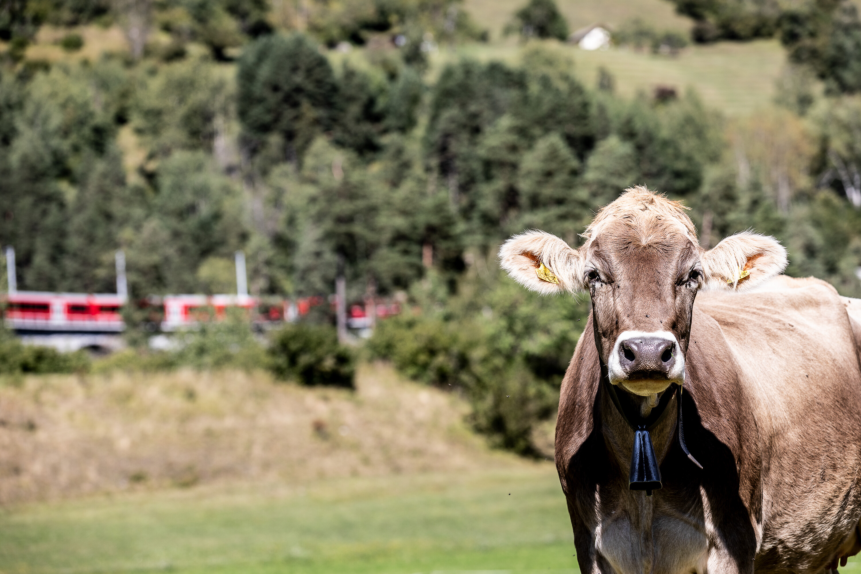 Kuh mit Rhätischer Bahn im Hintergrund.