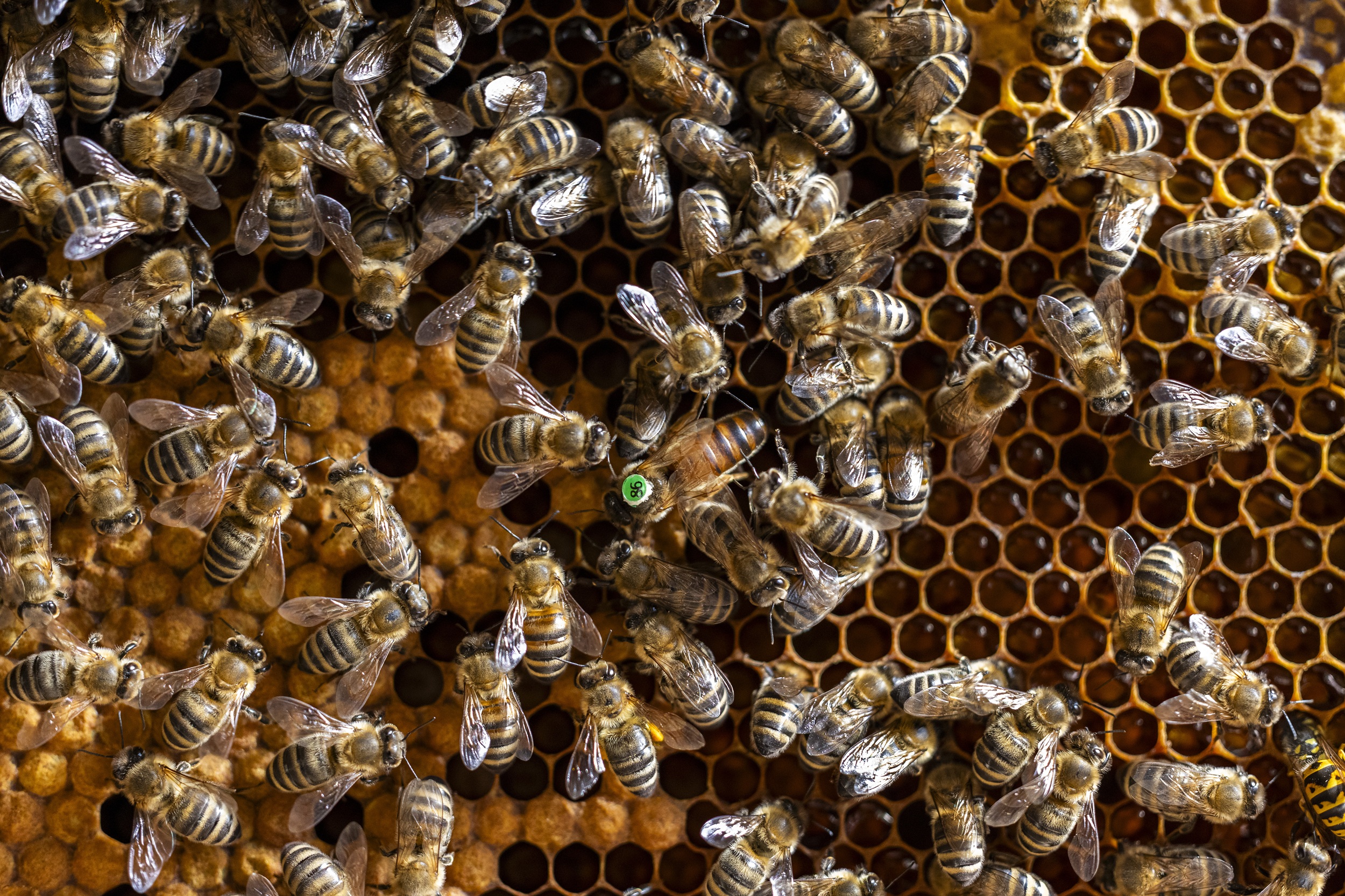 Detailansicht eines Bienenvolks mit einer markierten Biene.
