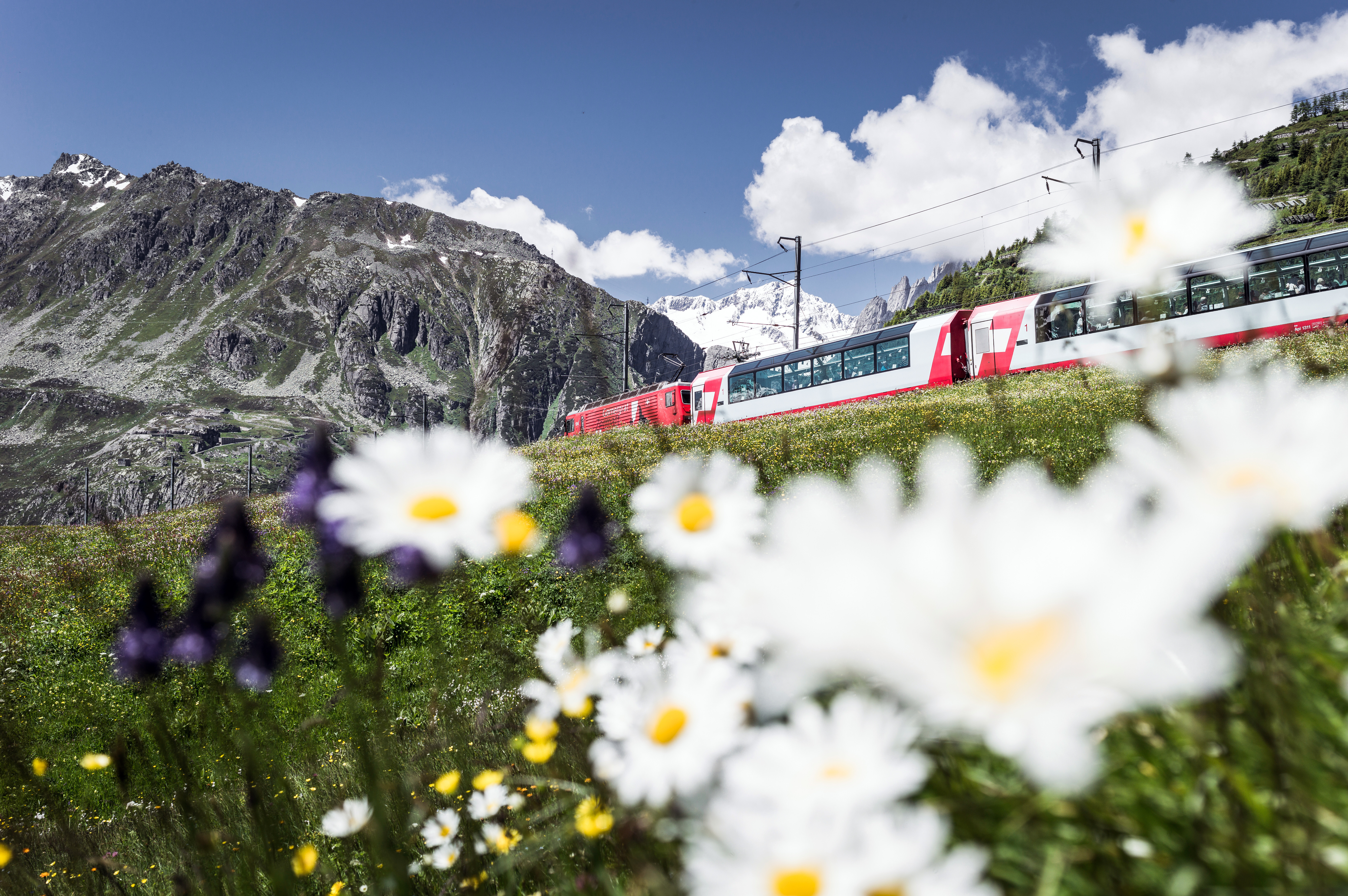 Der Glacier Express fährt im Sommer am Oberalppass vorbei, weiße Blumen im Vordergrund.