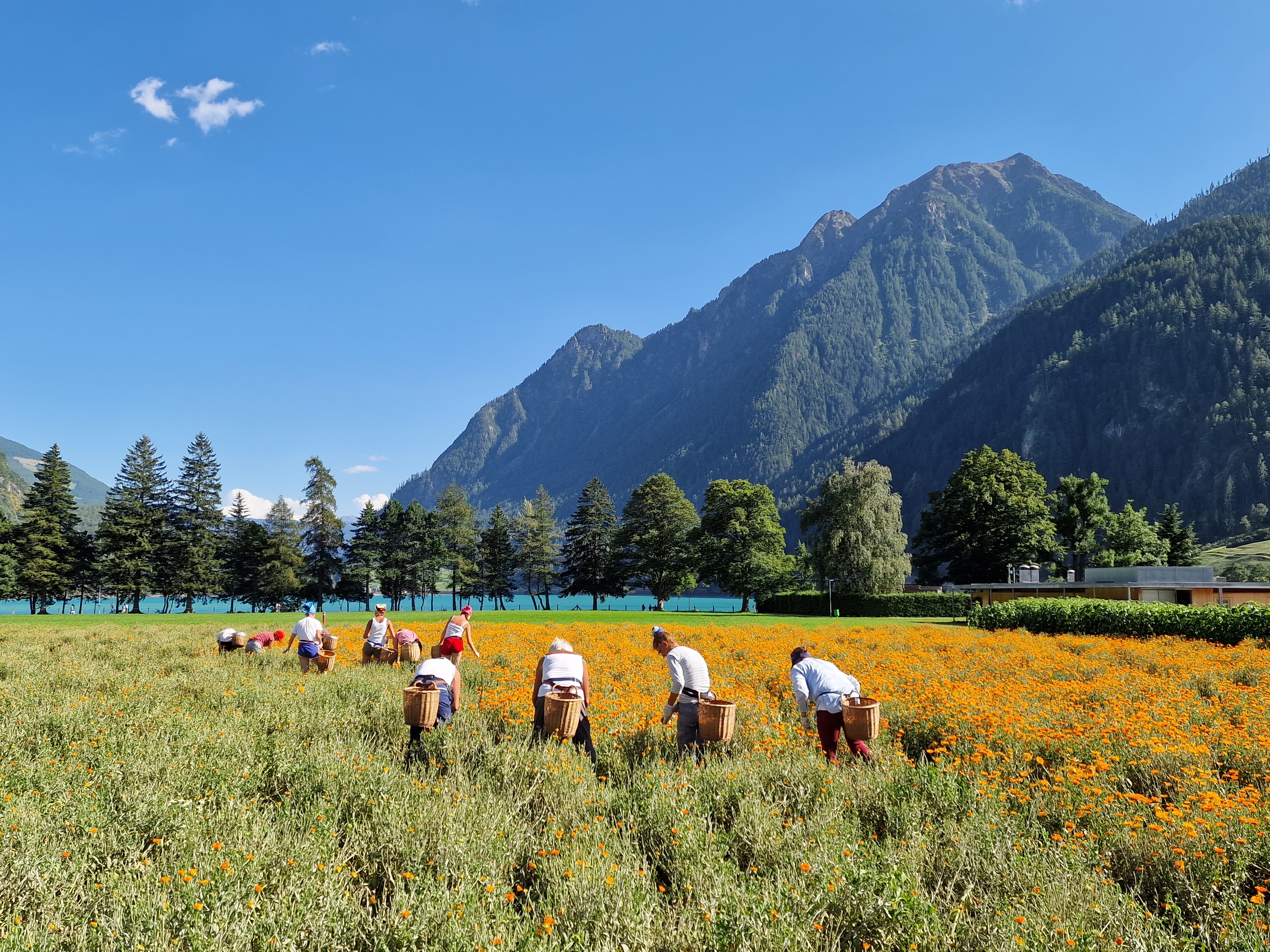 Raselli Erboristeria Biologica employees picking herbs from the field.