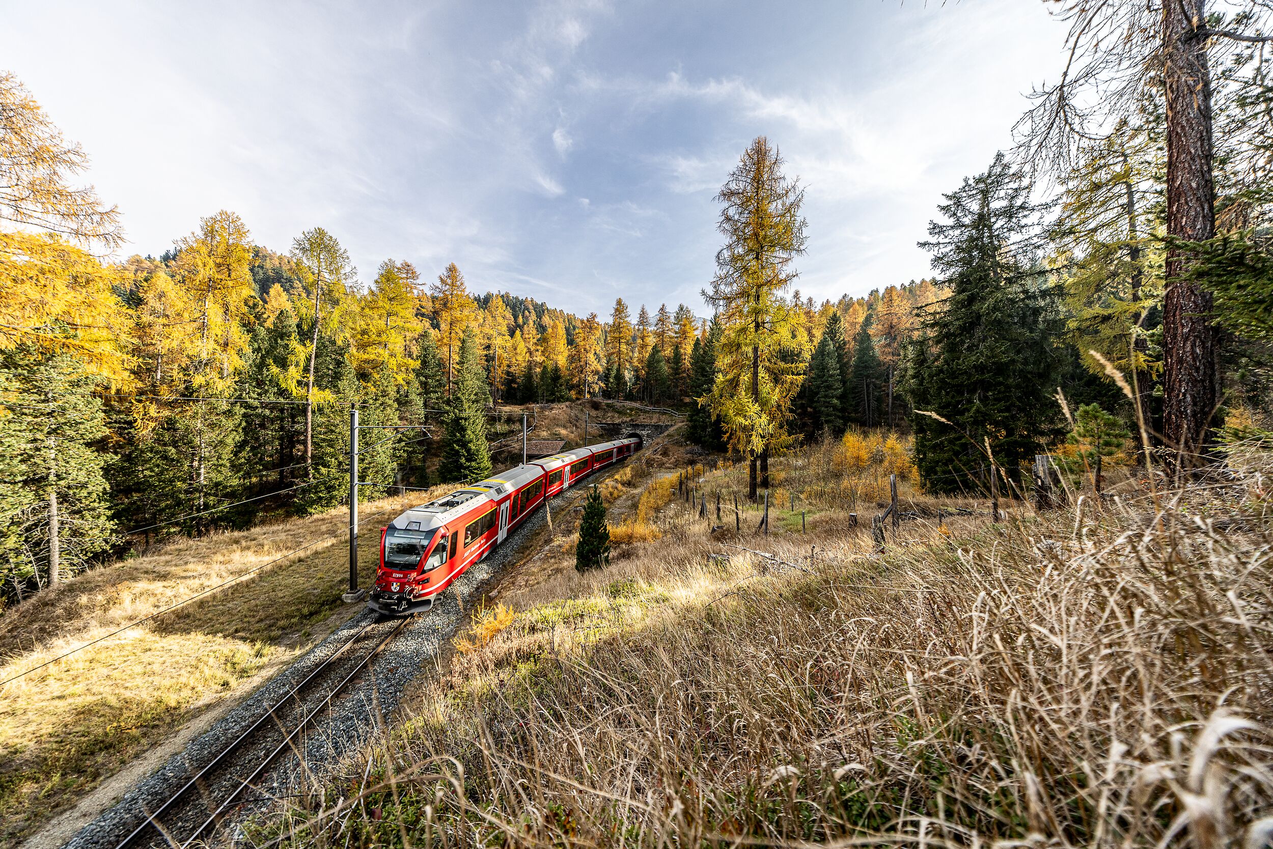 Ein roter RhB Zug fährt durch die gelben Lärchenwälder im Engadin. 