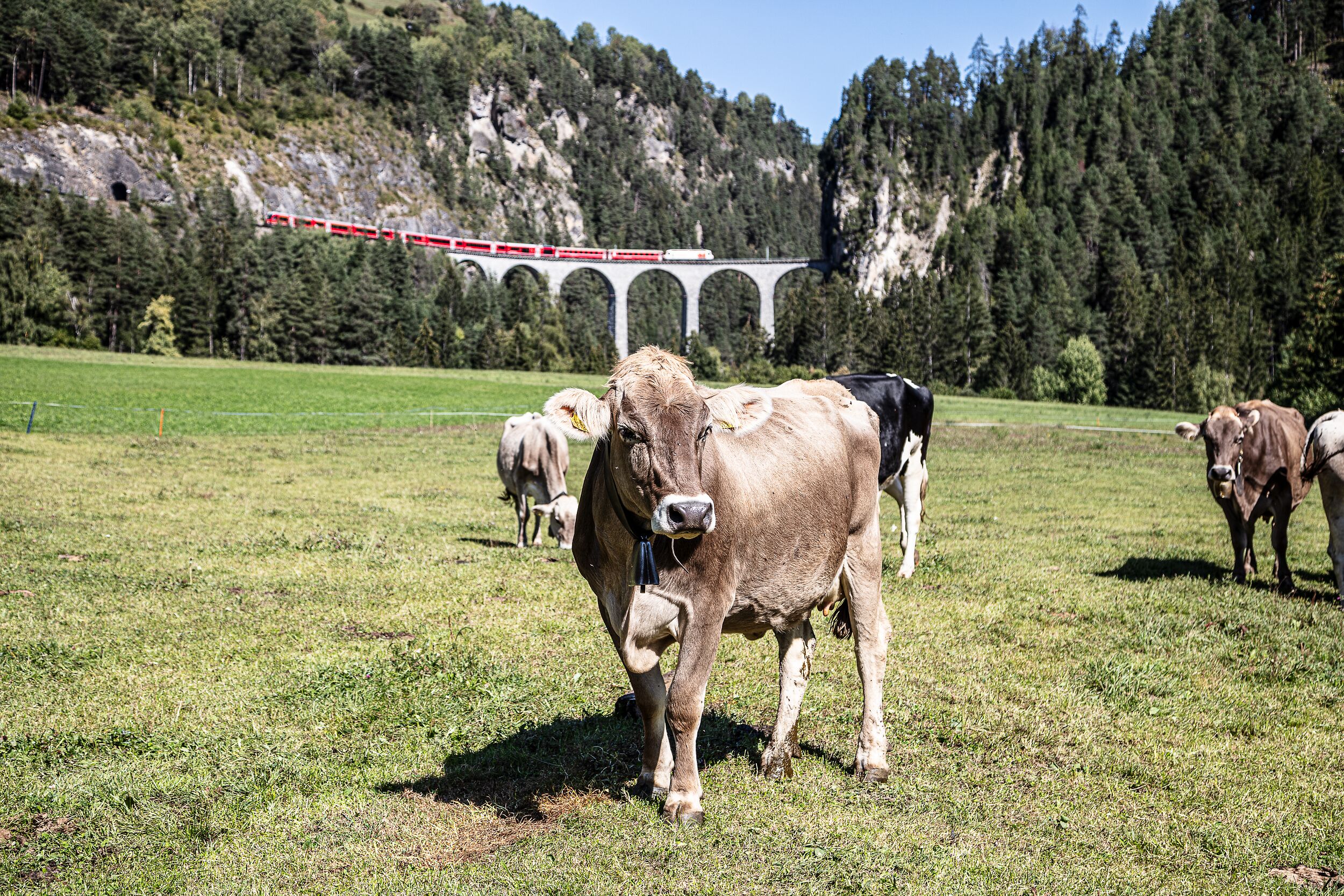 Kühe stehen auf der Wiese. Im Hintergrund sieht man den Landwasserviadukte der Rhätischen Bahn. 