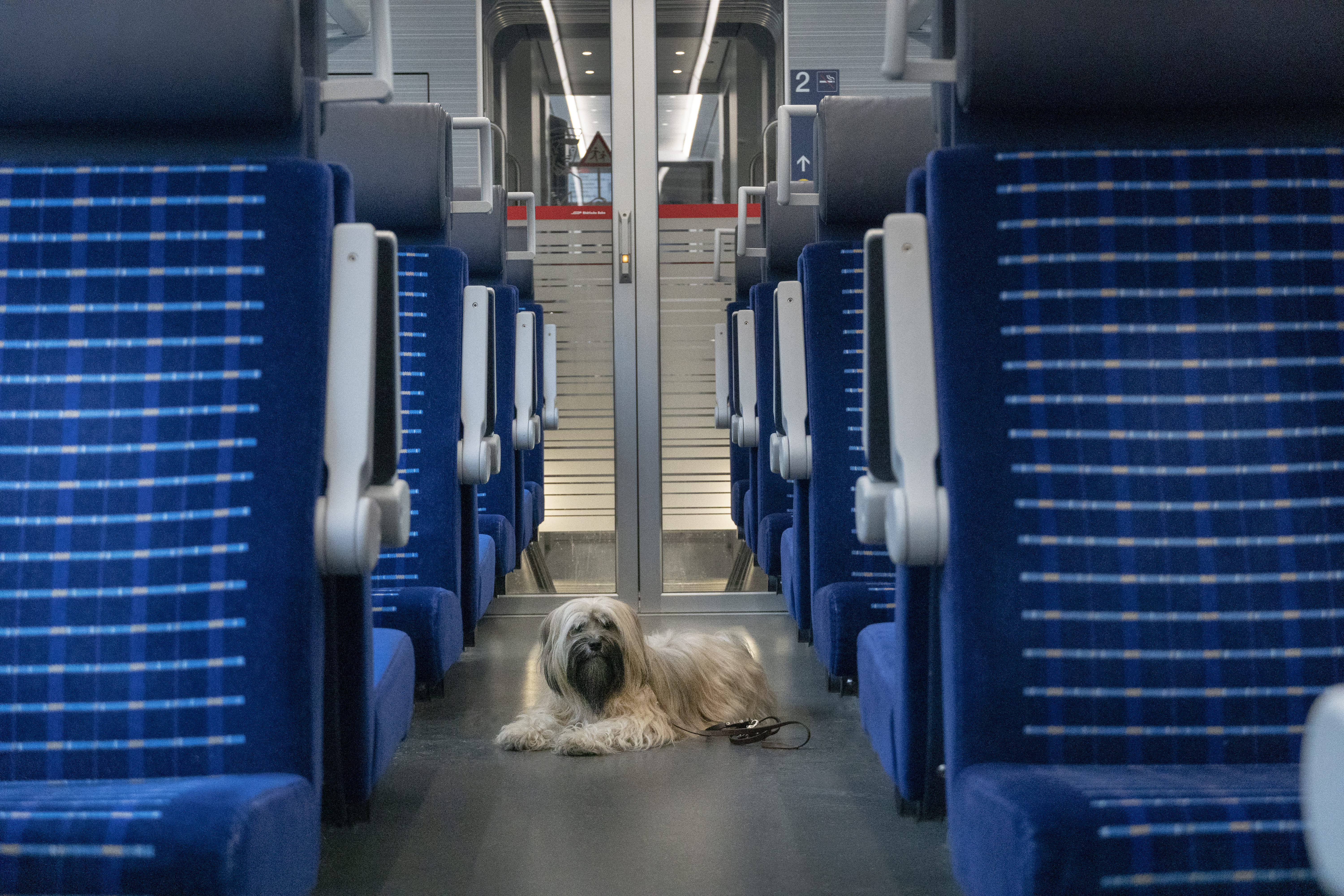Ein kleiner Hund liegt entspannt im Mittelgang eines modernen RhB-Waggons. Blaue Sitze mit kariertem Muster rundherum.