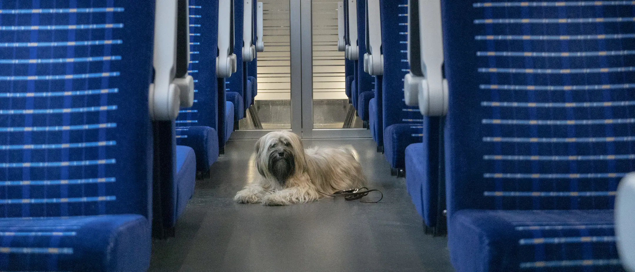 Ein kleiner Hund liegt entspannt im Mittelgang eines modernen RhB-Waggons. Blaue Sitze mit kariertem Muster rundherum.