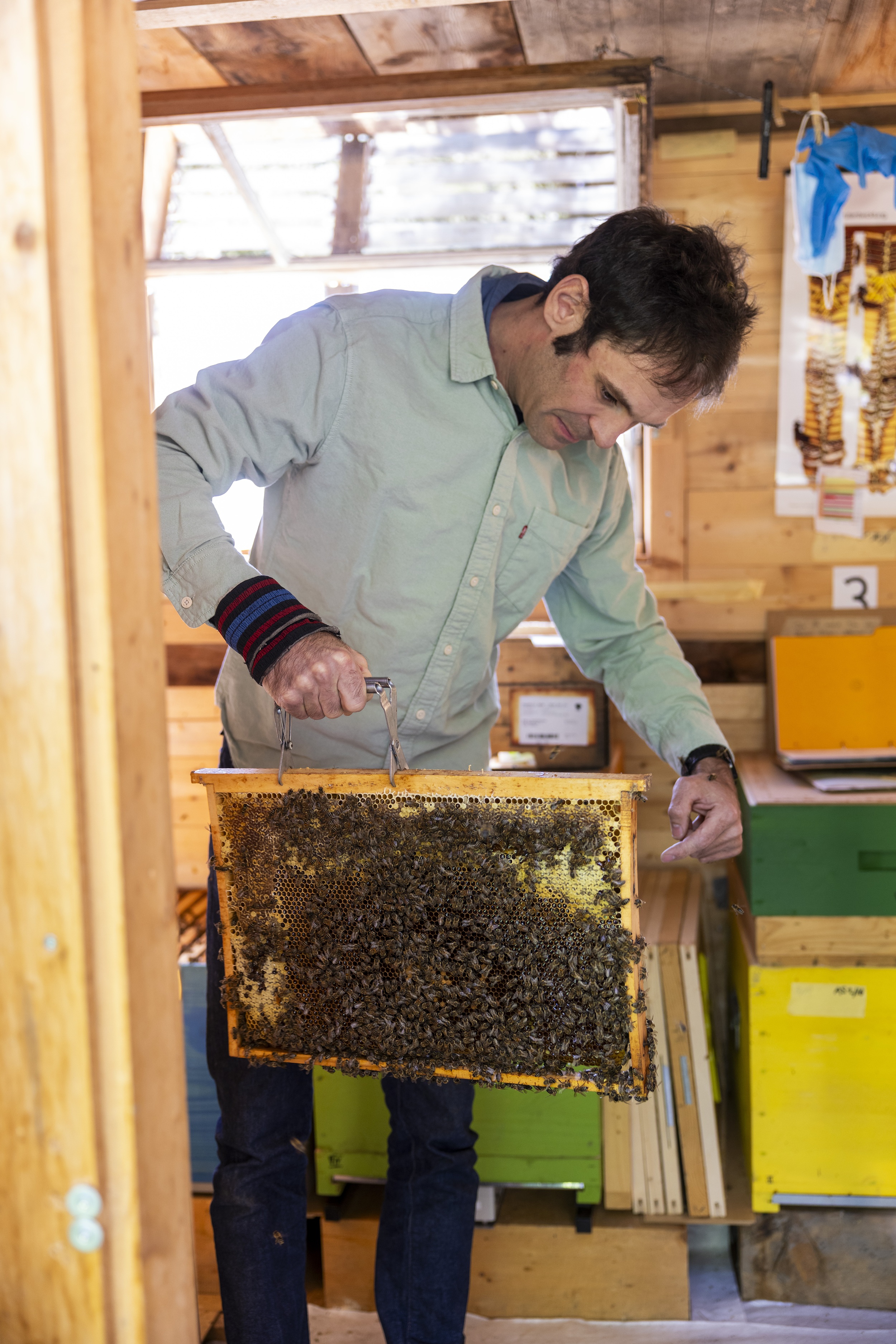 Emanuel Wieland schaut sich ein Bienenvolk an.