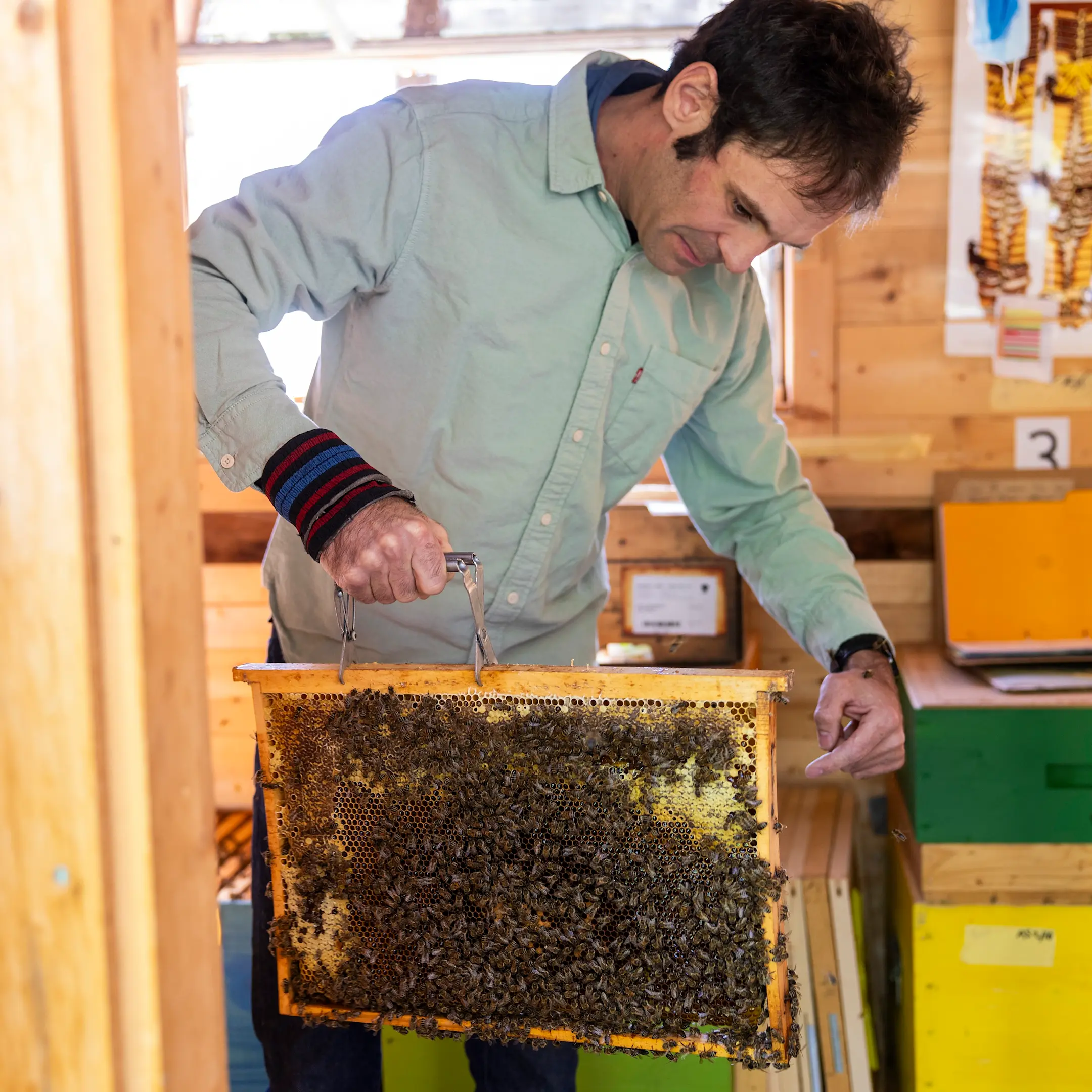 Emanuel Wieland schaut sich ein Bienenvolk an.