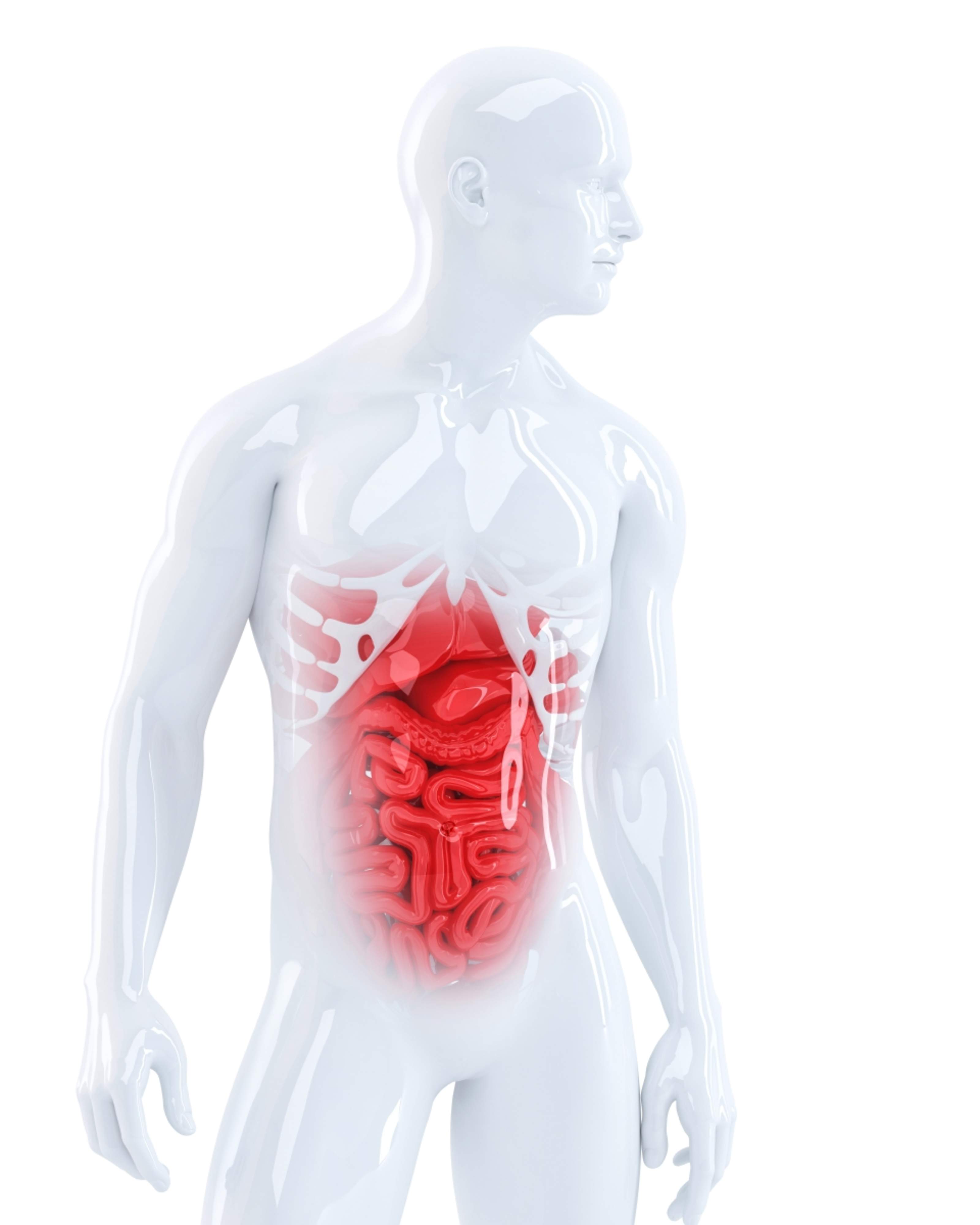 In the image is is a white human figure with the stomach and intestines illustrated in a distinct red.