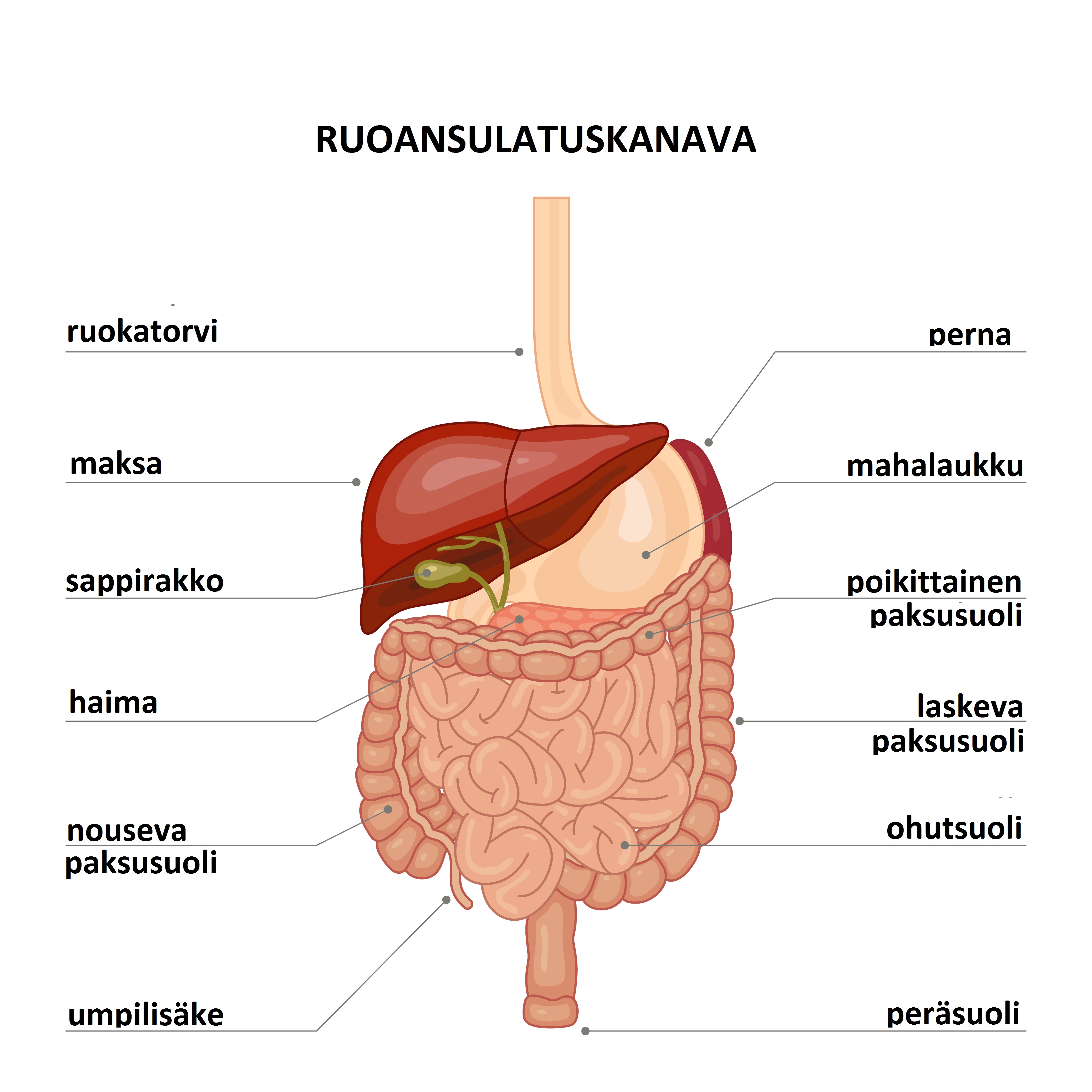 Ruoansulatuskanava rakenne