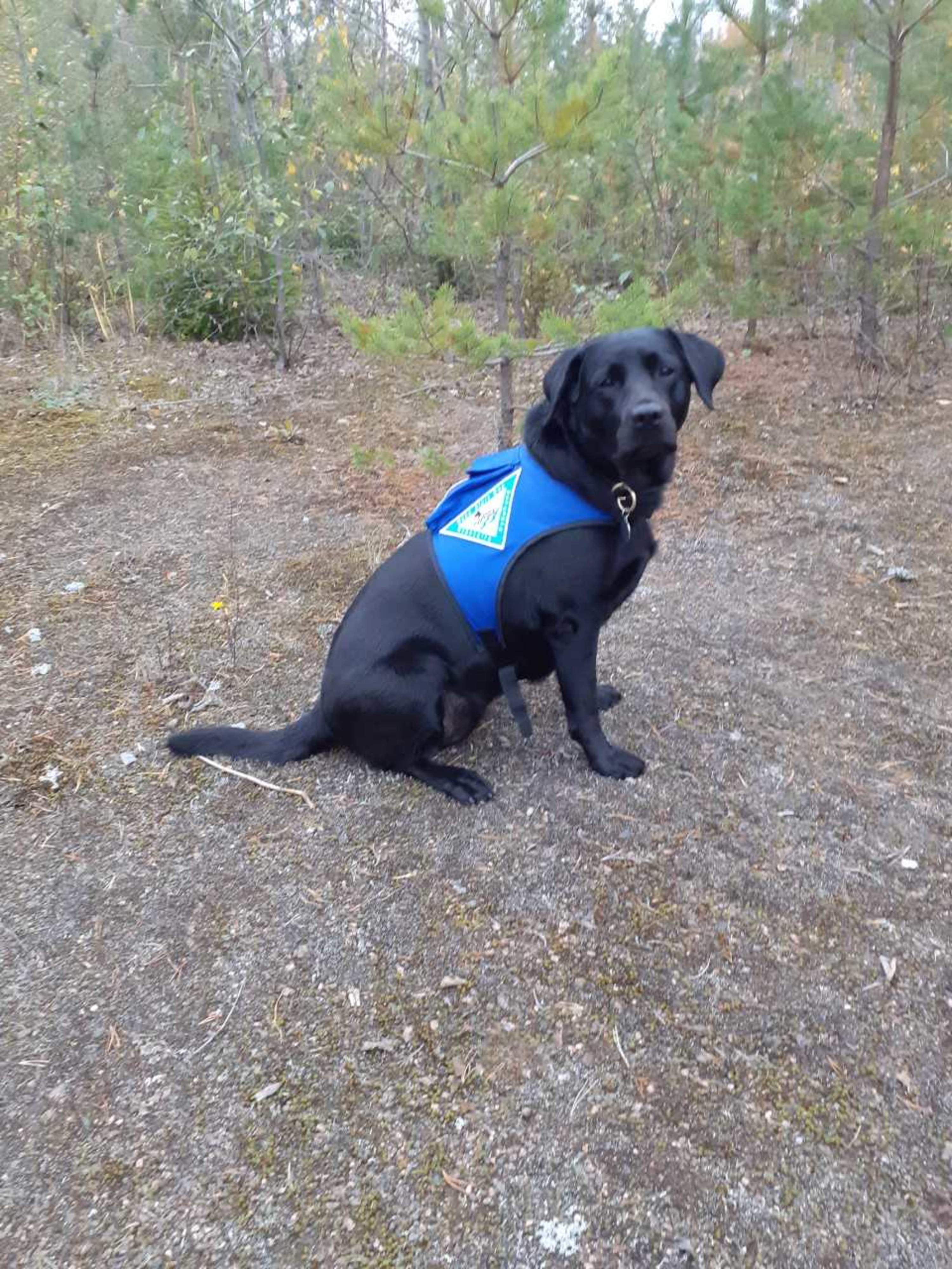 Hypohund som författaren har tränat upp sig själv.