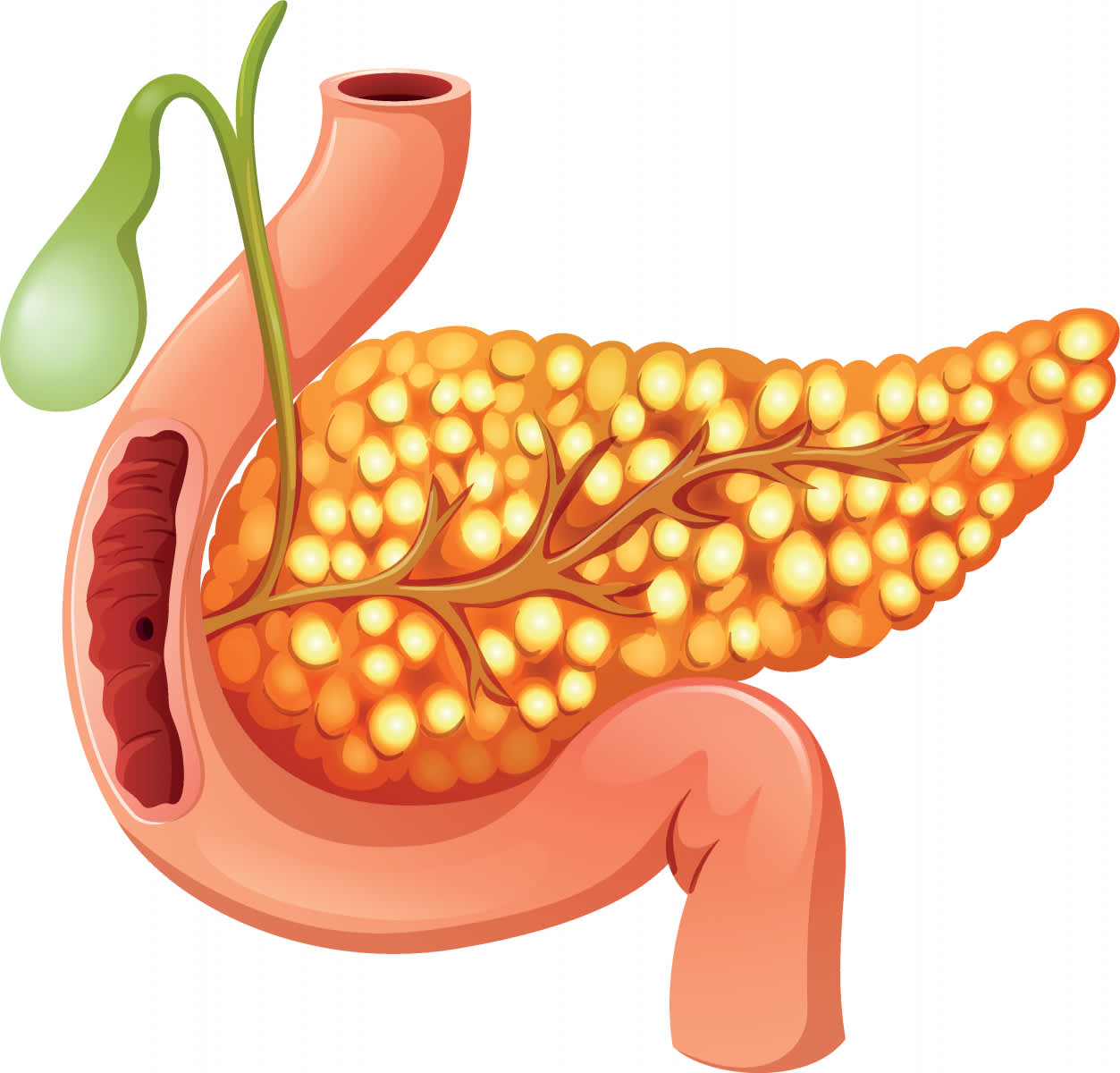 The image shows the structure of the pancreas. The pancreas is a reddish organ located in the abdominal cavity and connected to the duodenum.