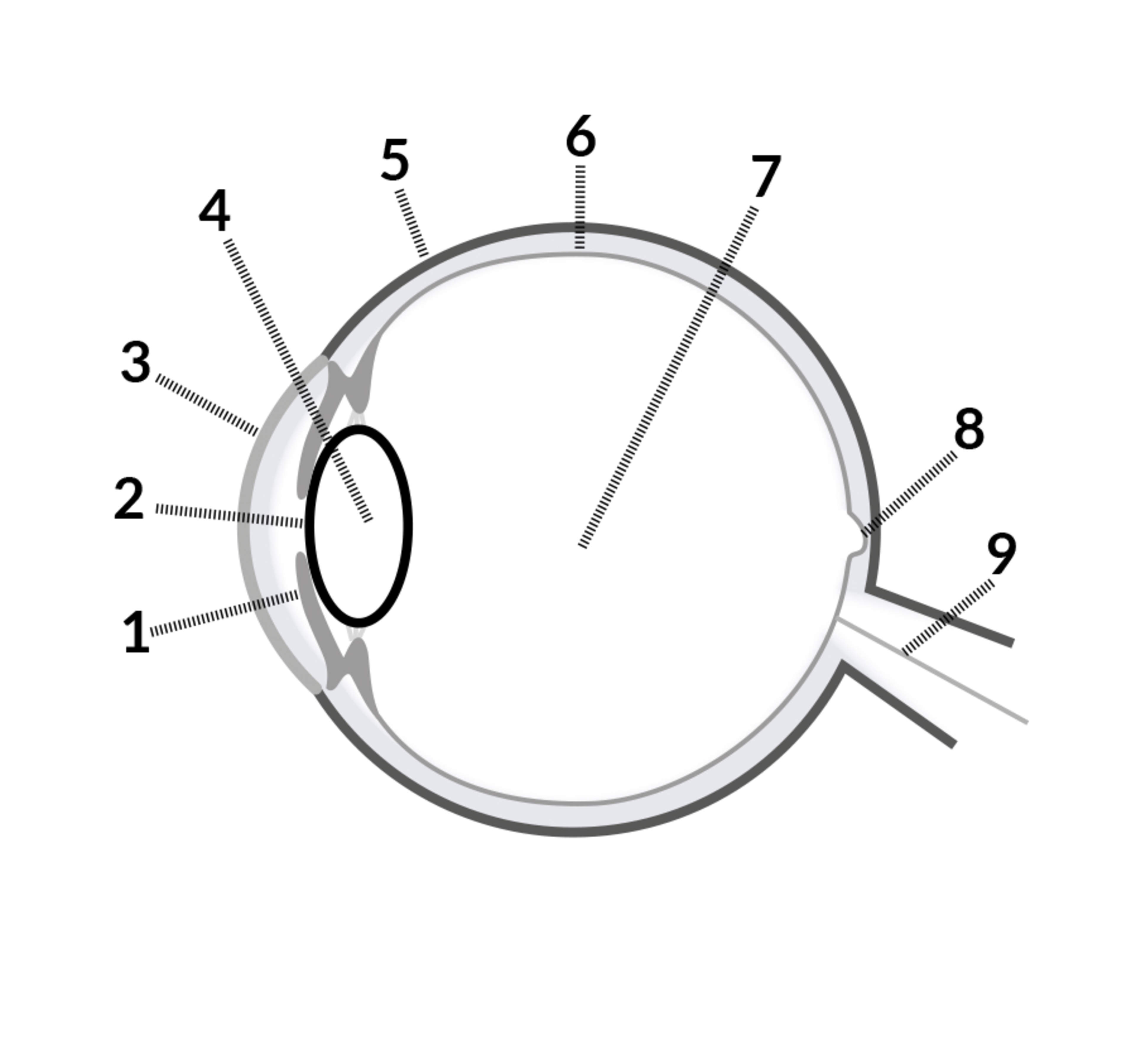 (1) Värikalvo, (2) Mustuainen, (3) Sarveiskalvo, (4) Linssi eli mykiö, (5) Kovakalvo, (6) Verkkokalvo, (7) Lasiainen, (8) Tarkannäkemisen alue, (9) Näköhermo