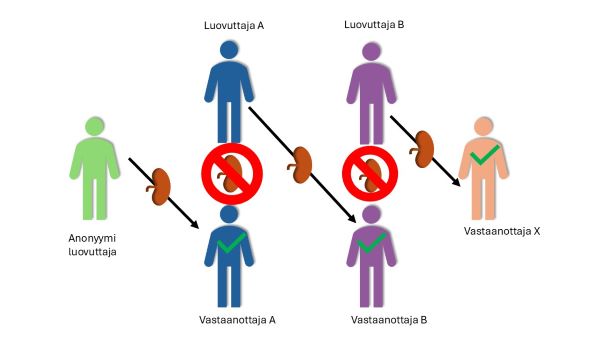 Kuvassa kaavio, joka havainnollistaa elävän anonyymin munuaisluovuttajan aikaansaamaa luovutusketjua lääketieteellisesti toisilleen epäsopiville luovuttaja-vastaanottajapareille. Punaiset kieltomerkit osoittavat alkuperäiset epäsopivuudet luovuttajien ja vastaanottajien välillä. Vihreät rastit osoittavat yhteensopivan munuaisen luovutuksen. Vihreä hahmo edustaa elävää anonyymiä munuaisluovuttajaa, joka luovuttaa munuaisen siniselle vastaanottajalle A. Sininen luovuttaja A ei voi luovuttaa munuaistaan suoraan omalle vastaanottajalleen, joten hänen munuaisensa menee luovutusketjussa toisen parin violetti B vastaanottajalle. Koska violetti luovuttaja B ei voi luovuttaa munuaistaan suoraan omalle vastaanottajalleen, hänen munuaisensa siirtyy lopulta beigelle vastaanottajalle X. Beige vastaanottaja on valittu munuaisensiirtoa odottavien joukosta.