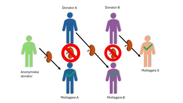 Bilden visar ett diagram som illustrerar en donationskedja skapad av en anonym levande njurdonator för donator-mottagarpar som medicinskt är olämpliga för varandra. Röda förbudssymboler visar ursprungliga olämpligheter mellan donatorer och mottagare. Gröna kryss visar kompatibel njurdonation. Den gröna figuren representerar en levande anonym njurdonator som donerar en njure till den blå mottagaren A. Den blå donatorn A kan inte donera sin njure direkt till sin egen mottagare, så hans njure går i donationskedjan till det andra parets lila mottagare B. Eftersom den lila donatorn B inte kan donera sin njure direkt till sin egen mottagare, går hans njure slutligen till den beige mottagaren X. Den beige mottagaren har valts från de som väntar på njurtransplantation
