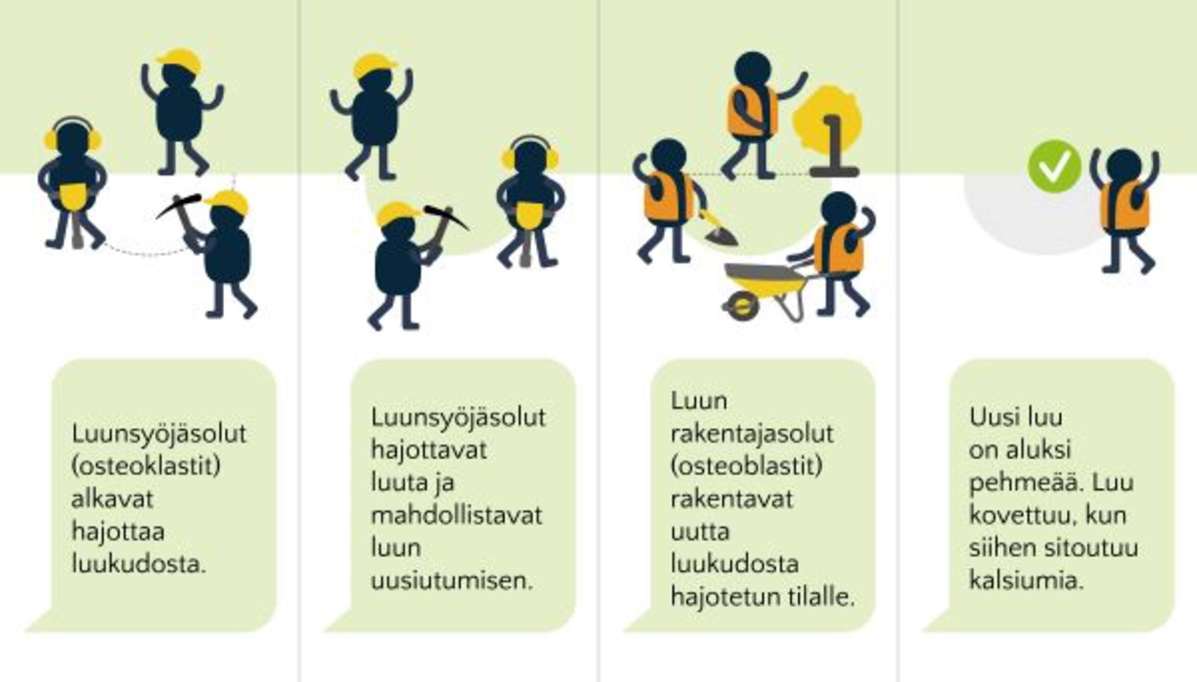 Piirretyssä sarjakuvassa kuvataan luun hajottaja- ja rakentajasolujen toimintaa luun uusiutumisessa.