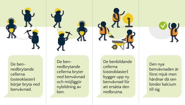 I den tecknade serien illustreras hur nedbrytande och uppbyggande benceller fungerar vid benets förnyelse