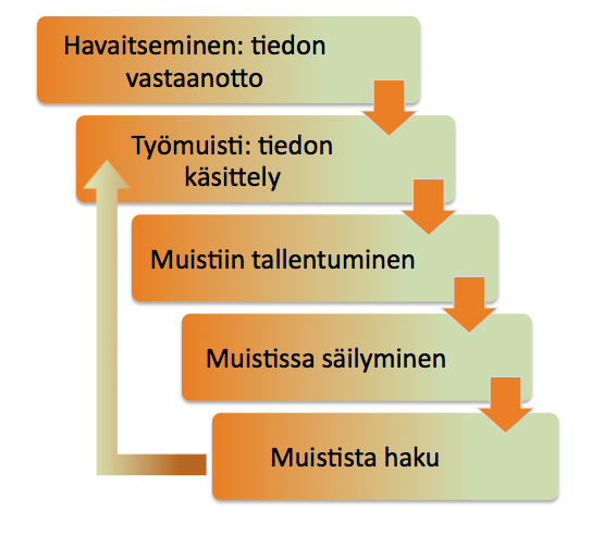 Minnet Fungerar I Etapper