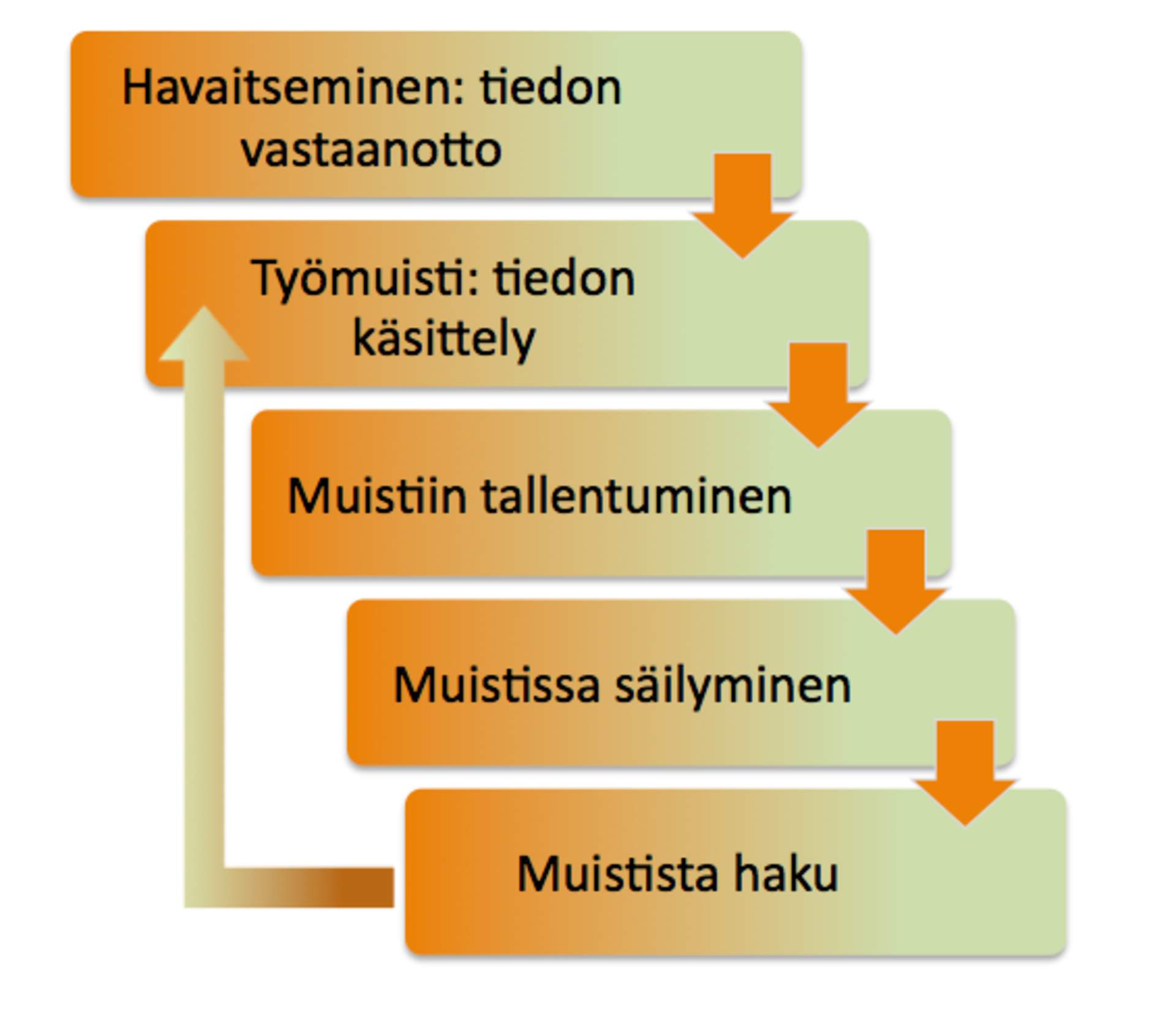 Minnet Fungerar I Etapper minnet-fungerar-i-etapper